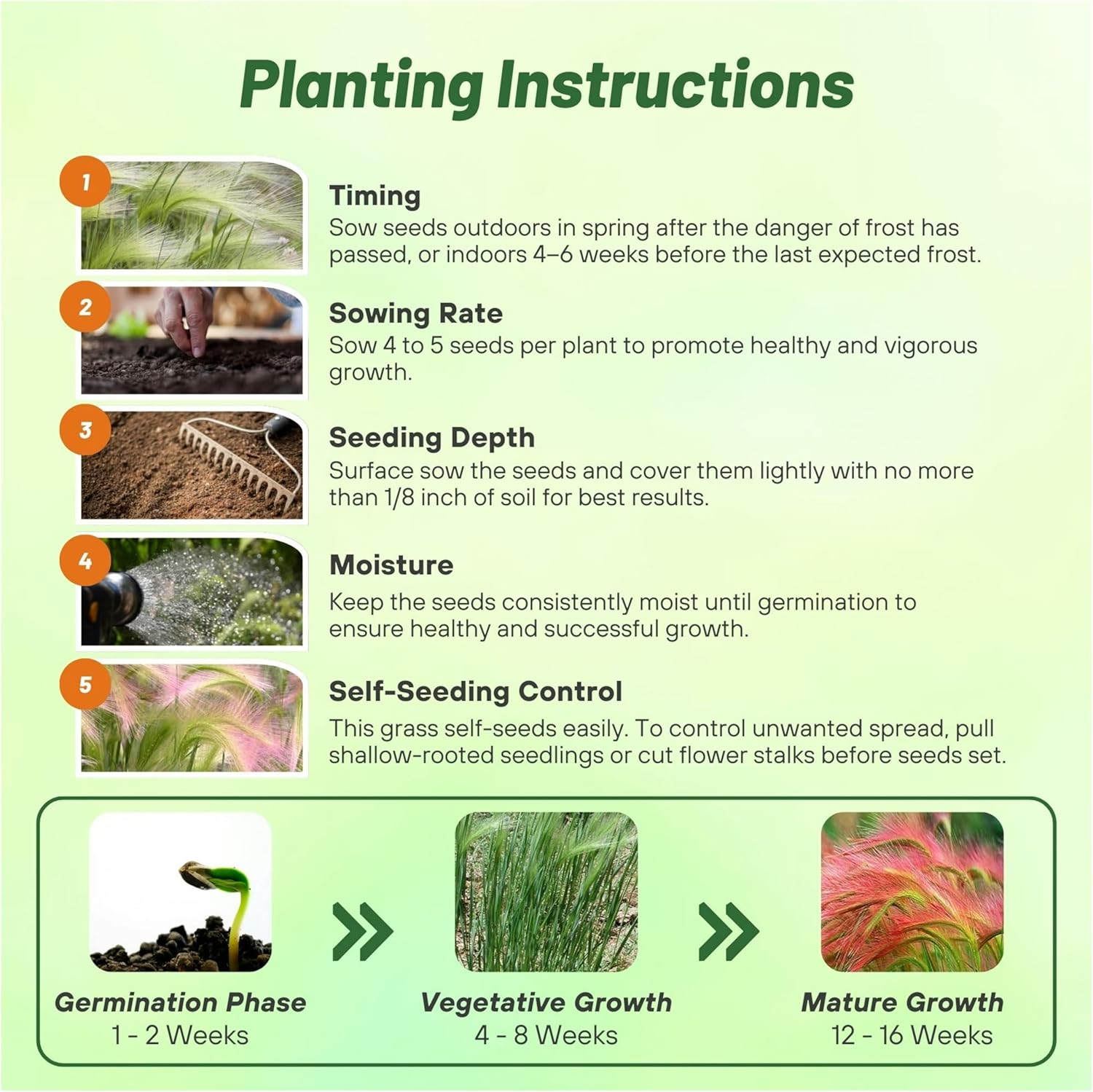 Hordeum Jubatum Planting Directions