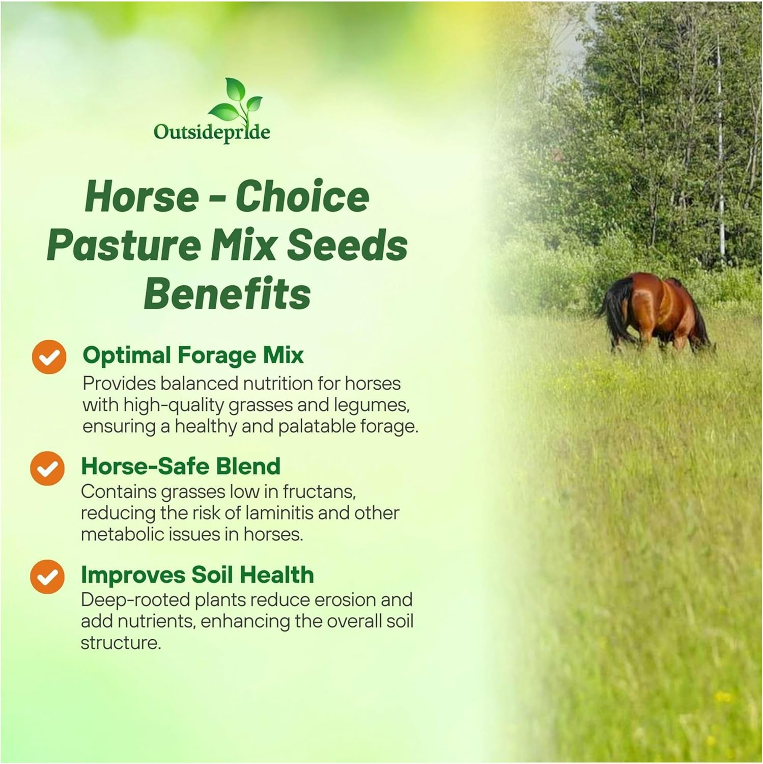 Horse Pasture Forage Seed