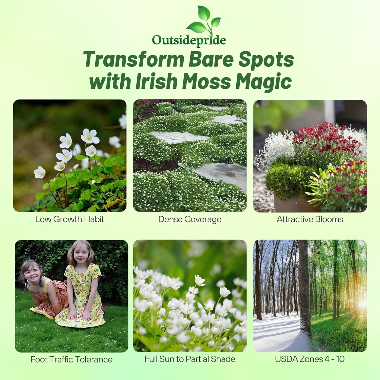 Perennial Irish Moss Planting Directions