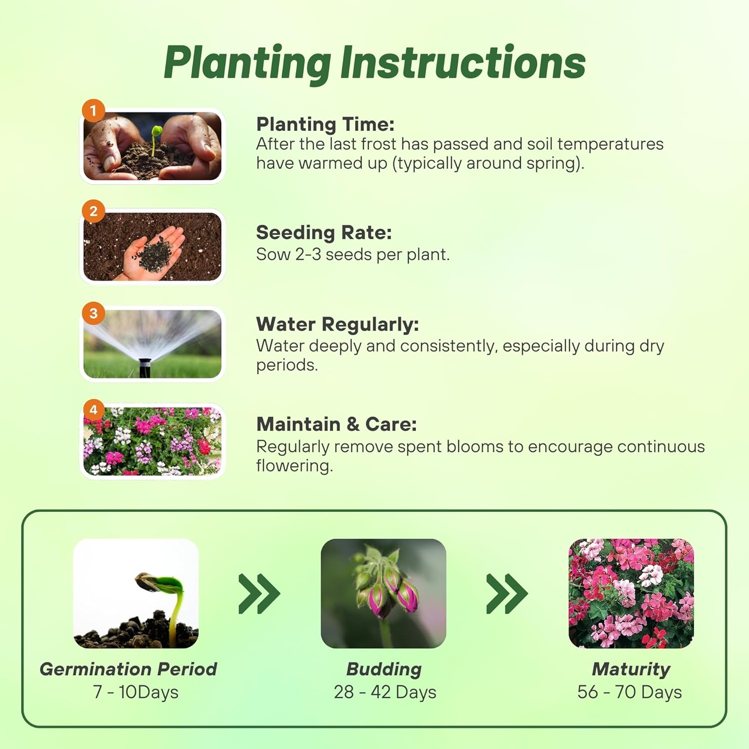 Ivy Leaf Geranium Planting Directions