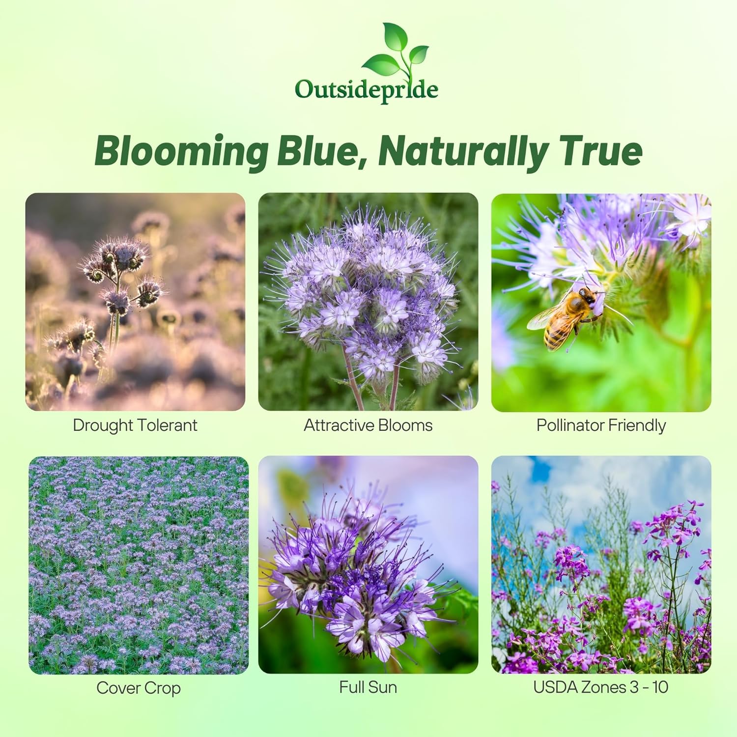 Lacy Phacelia Flower