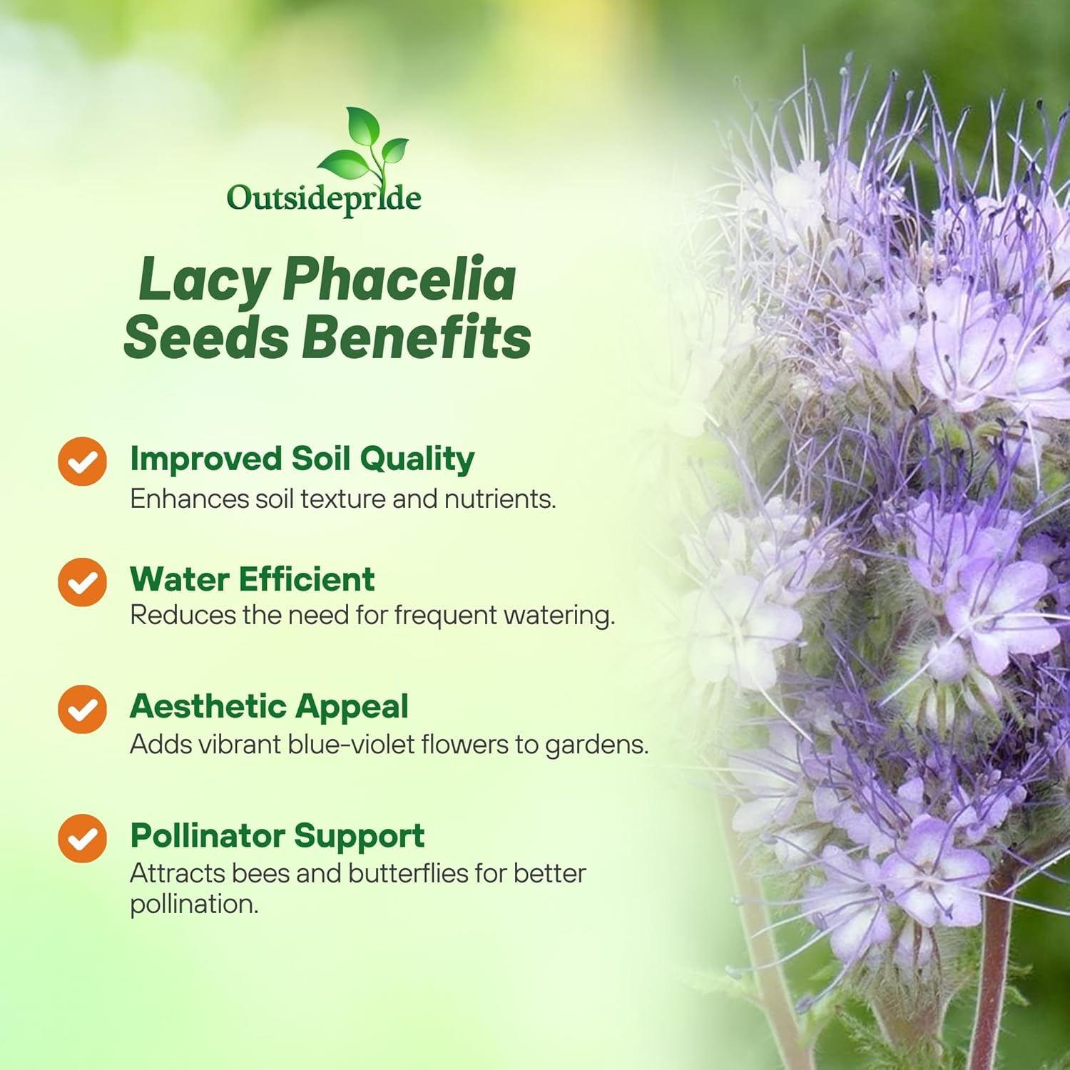 Lacy Phacelia Wild Flower