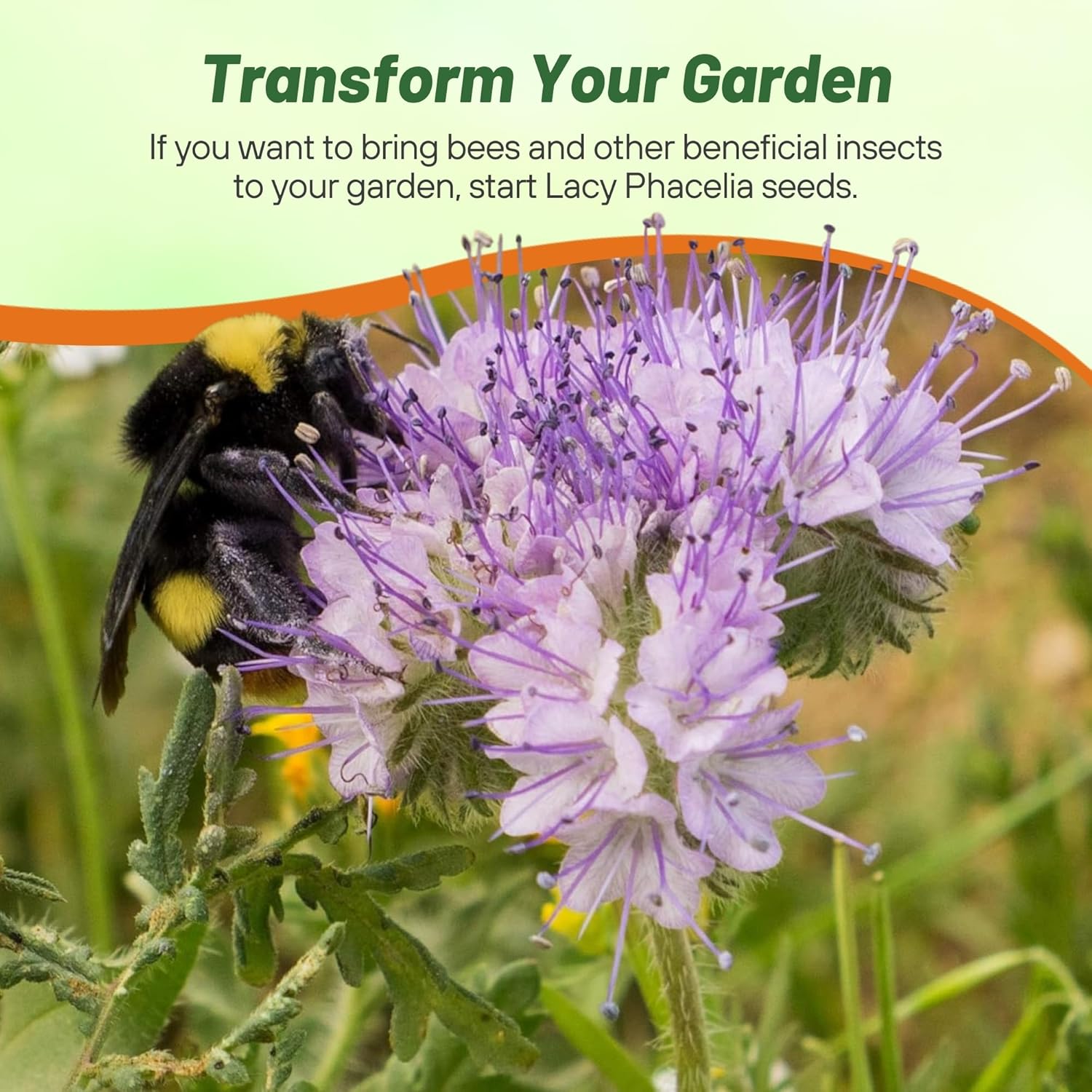 Lacy Phacelia Meadow