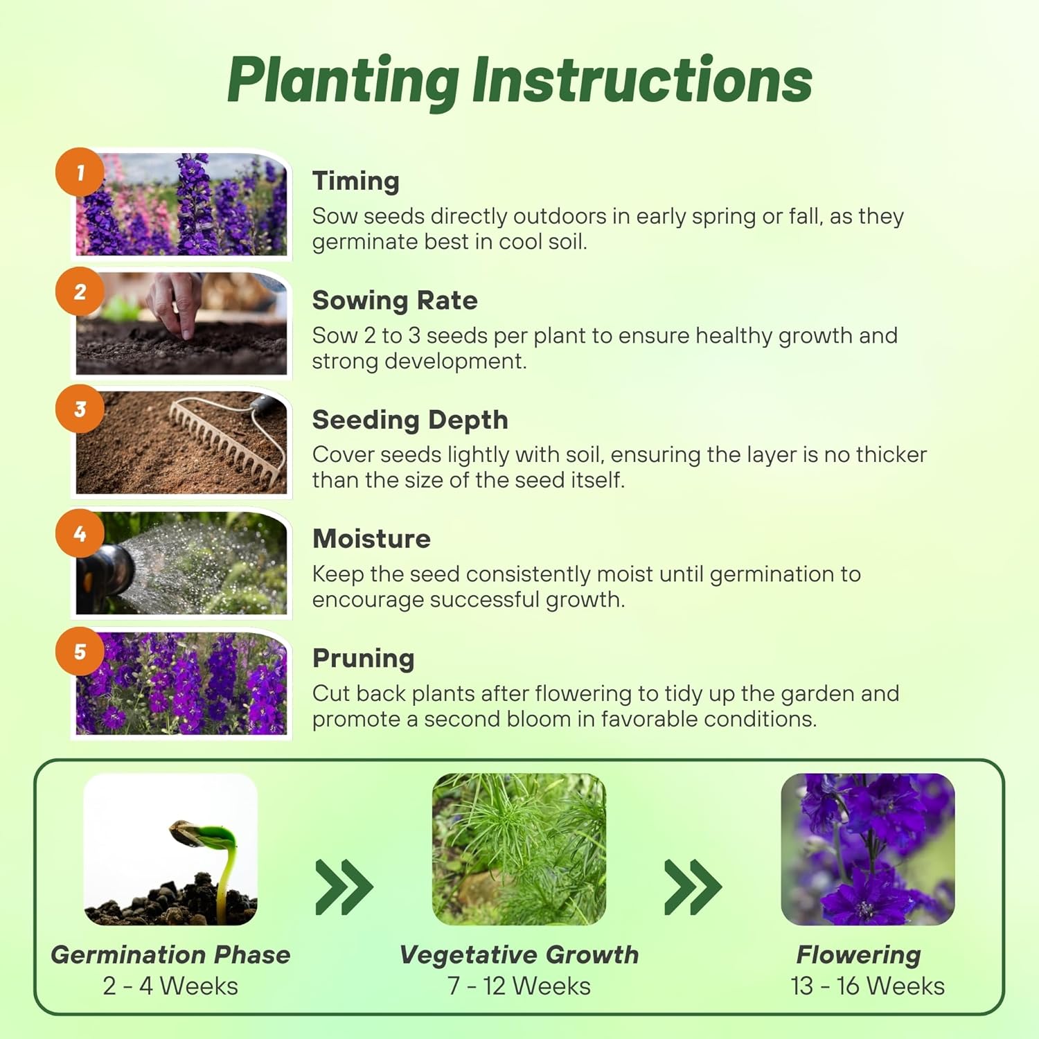 Larkspur Blue Spire Planting Directions