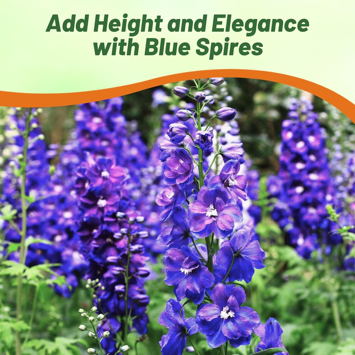 Delphinium Consolida Larkspur Blue Flowers