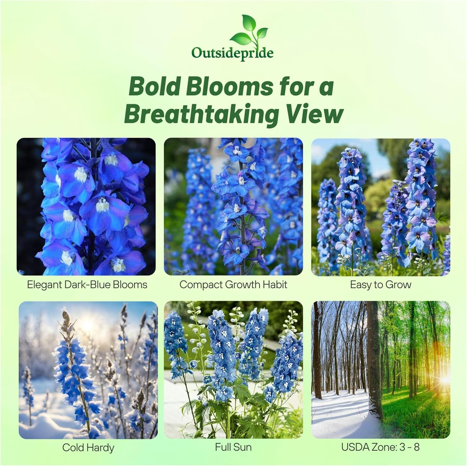 Delphinium Blue Bird Flower Seeds