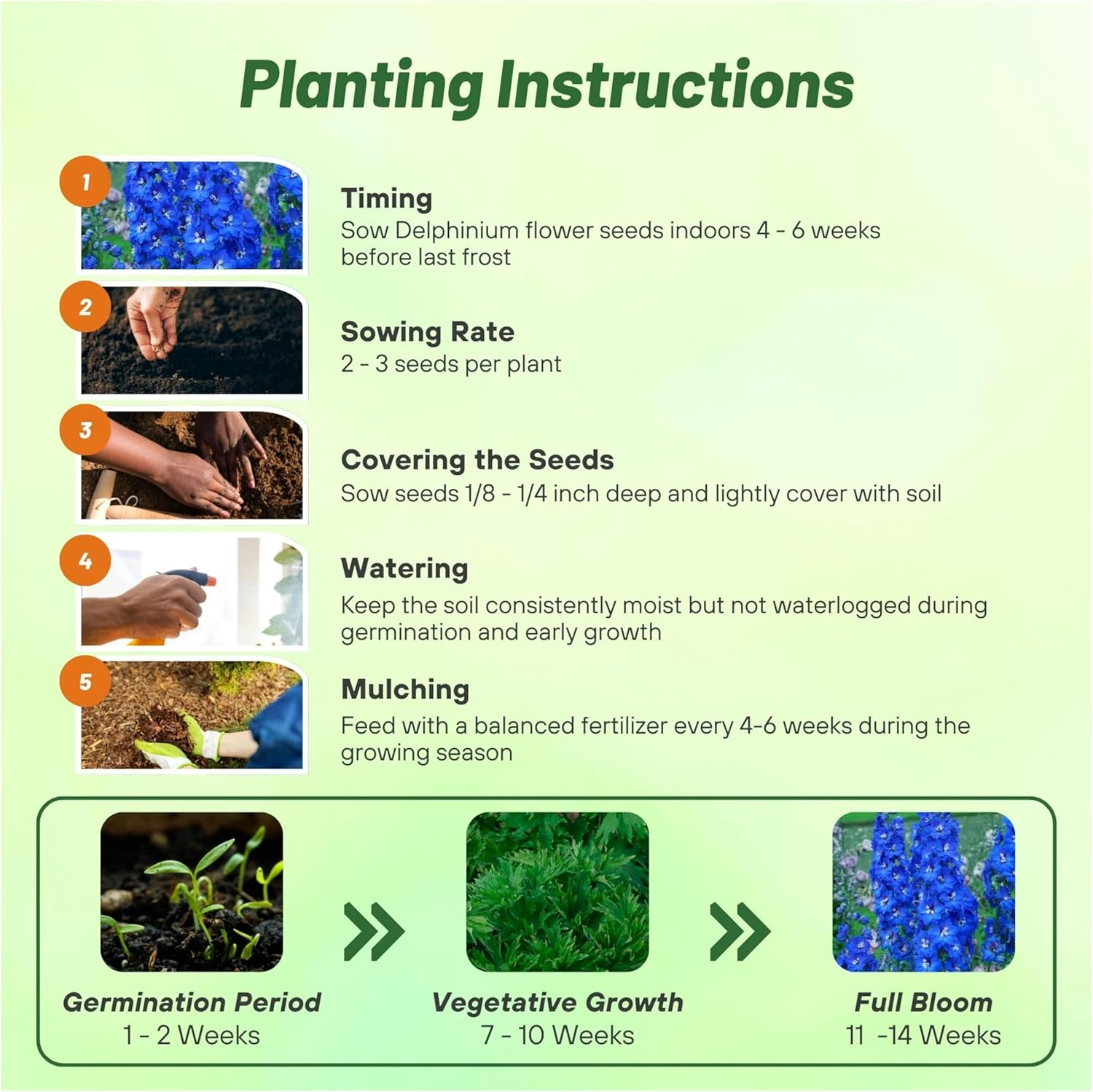 Perennial Delphinium Blue Bird Planting Directions