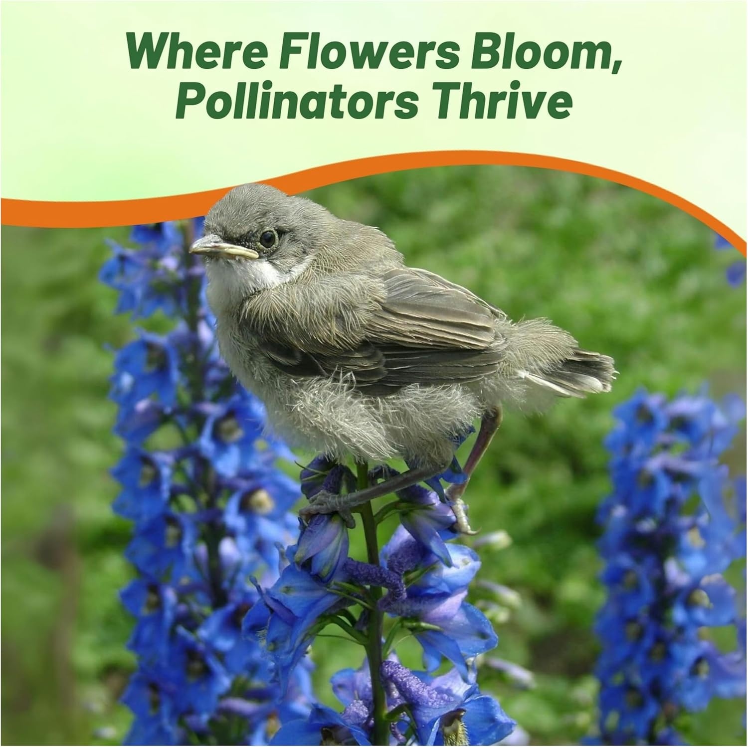 Perennial Delphinium Blue Bird Flowers