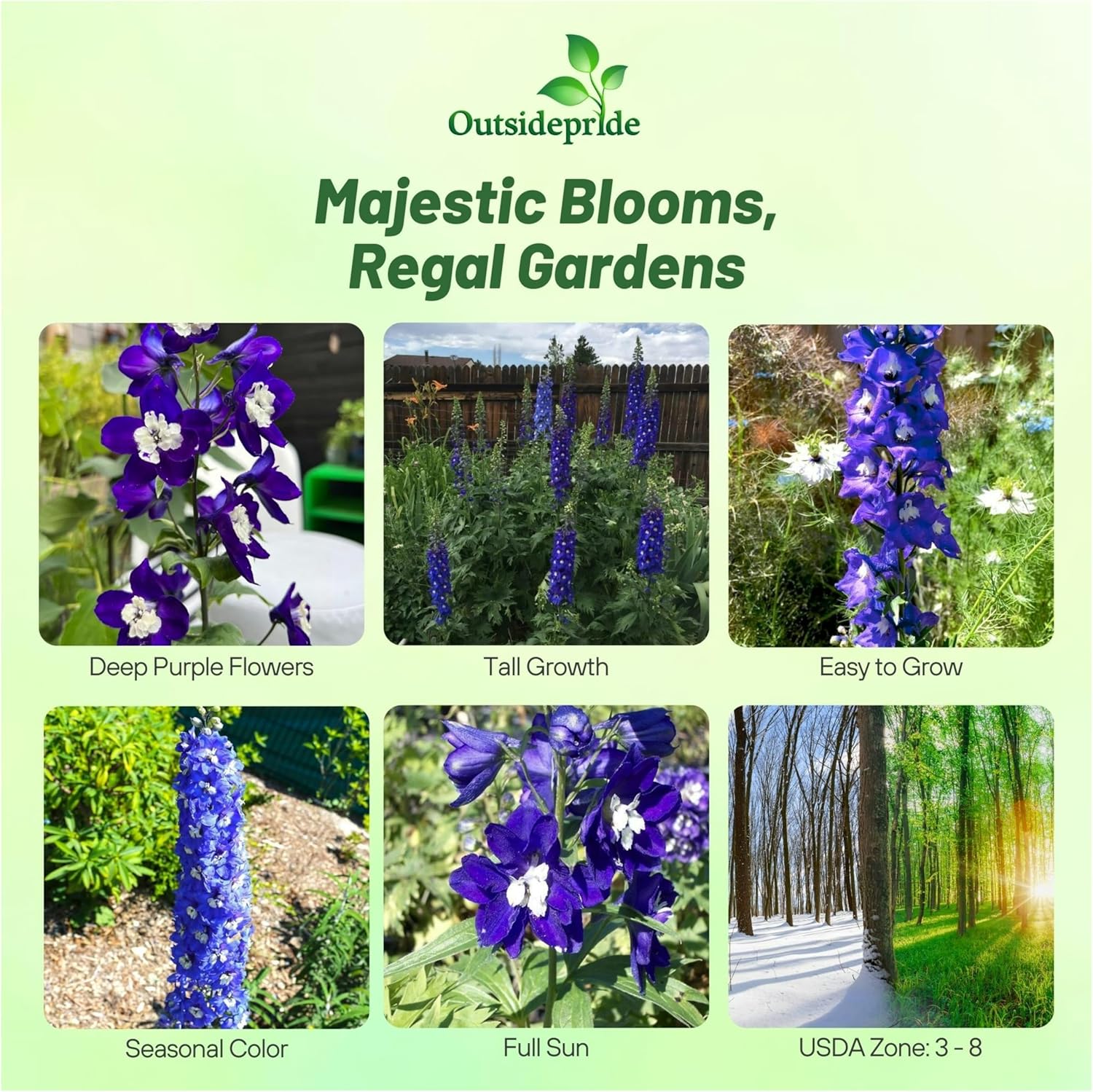 Perennial Delphinium King Arthur Flower Seeds