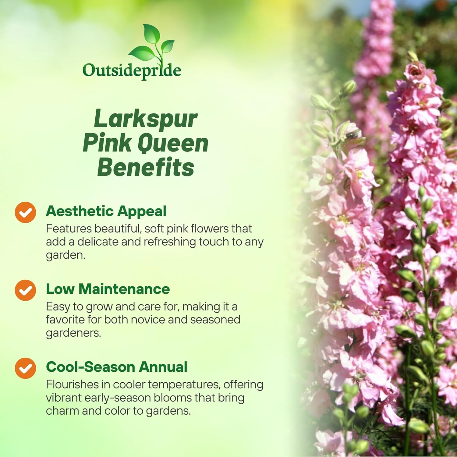 Larkspur Pink Queen Flower Seeds