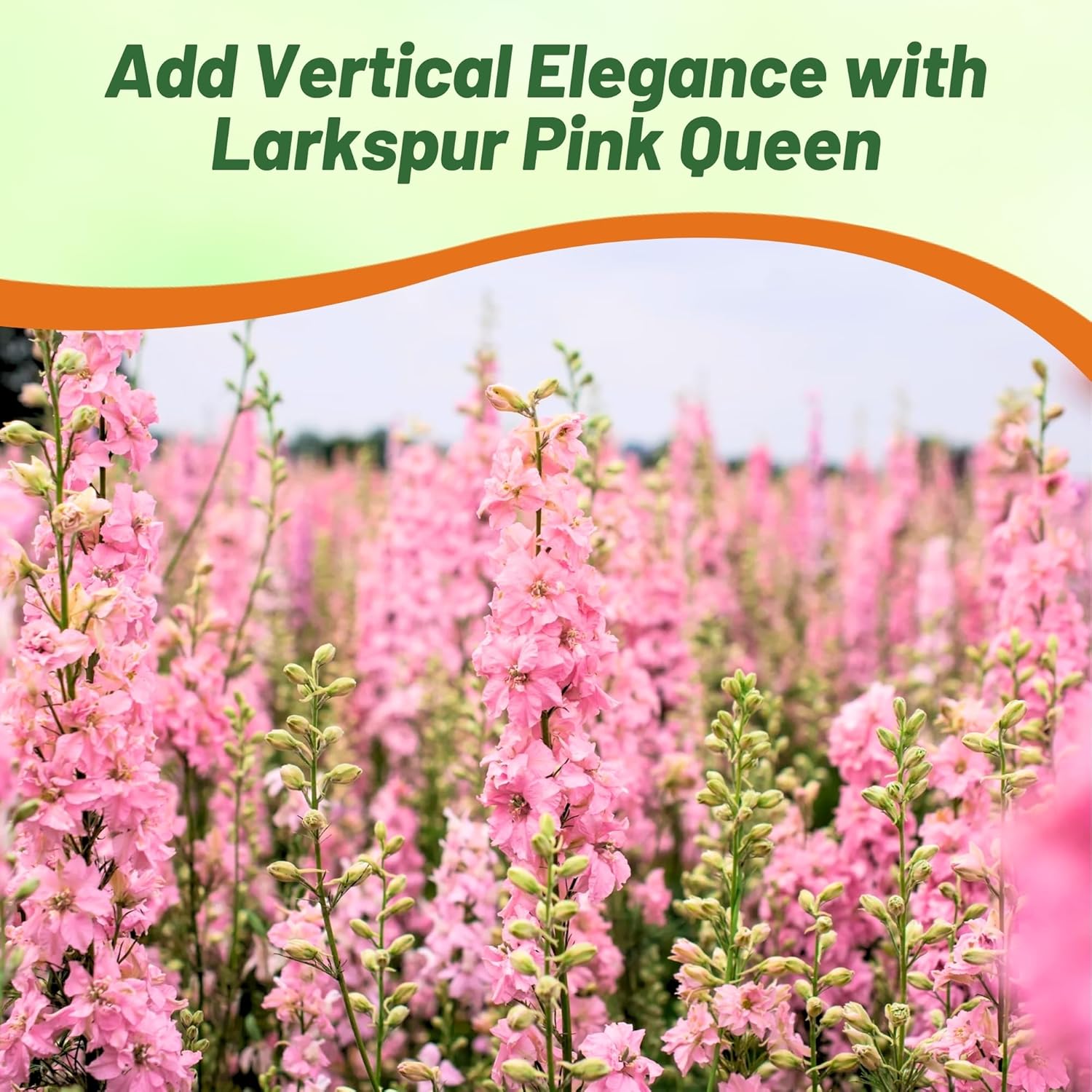 Larkspur Pink Queen Flower Garden