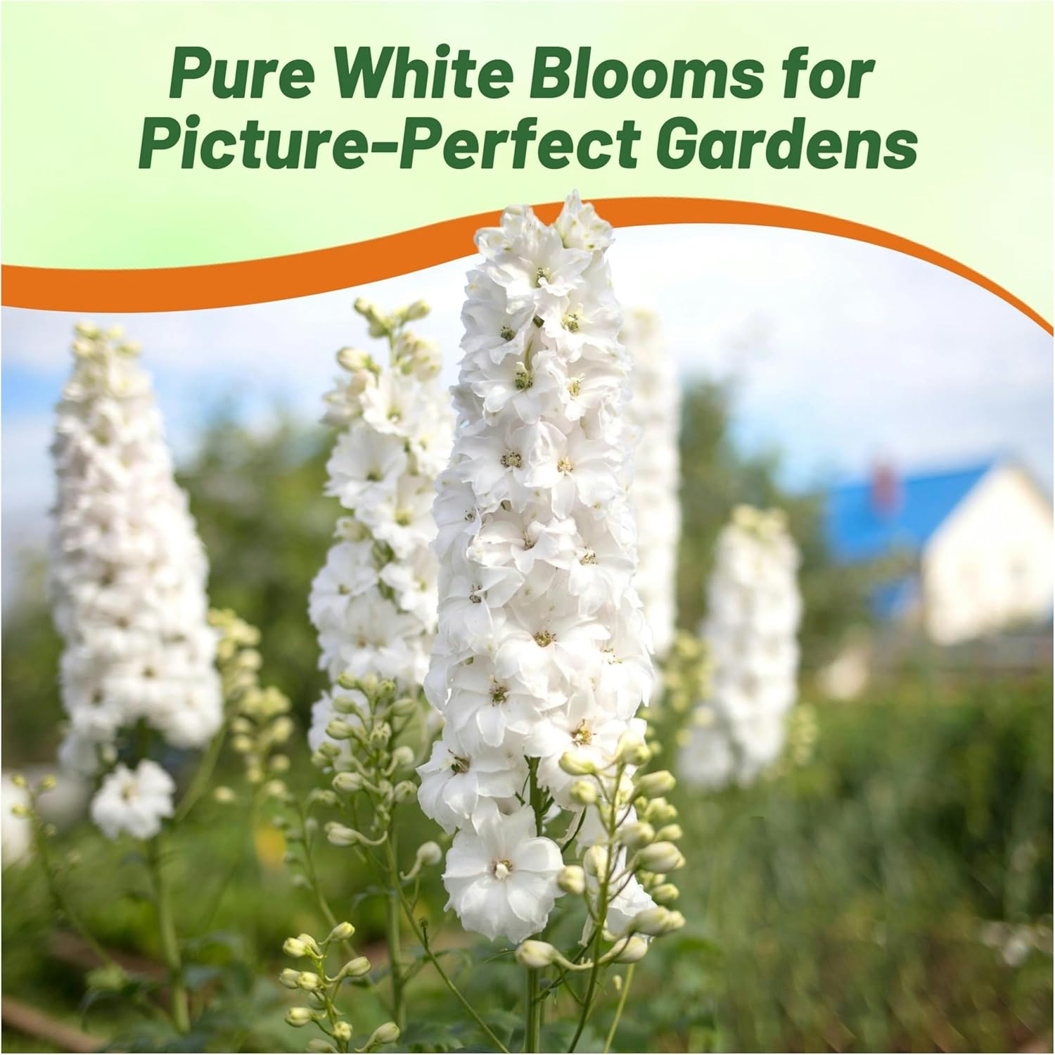 Delphinium Magic Fountains Pure White Meadow