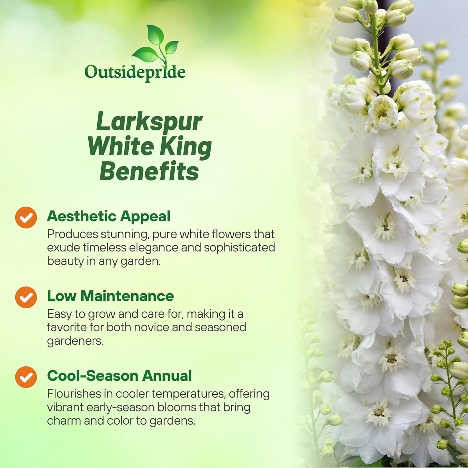 Delphinium Consolida White King Flowers