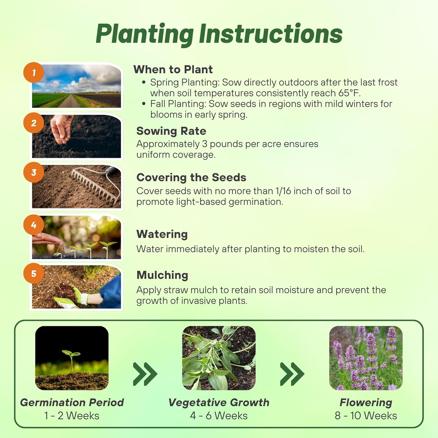 Lemon Bee Balm Planting Directions