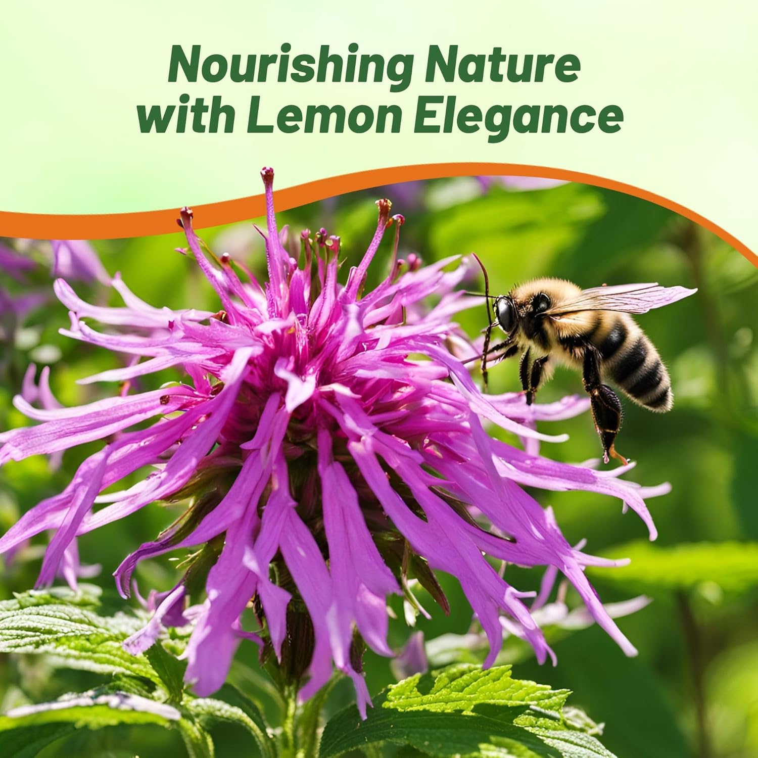 Lemon Bee Balm Herb Seed