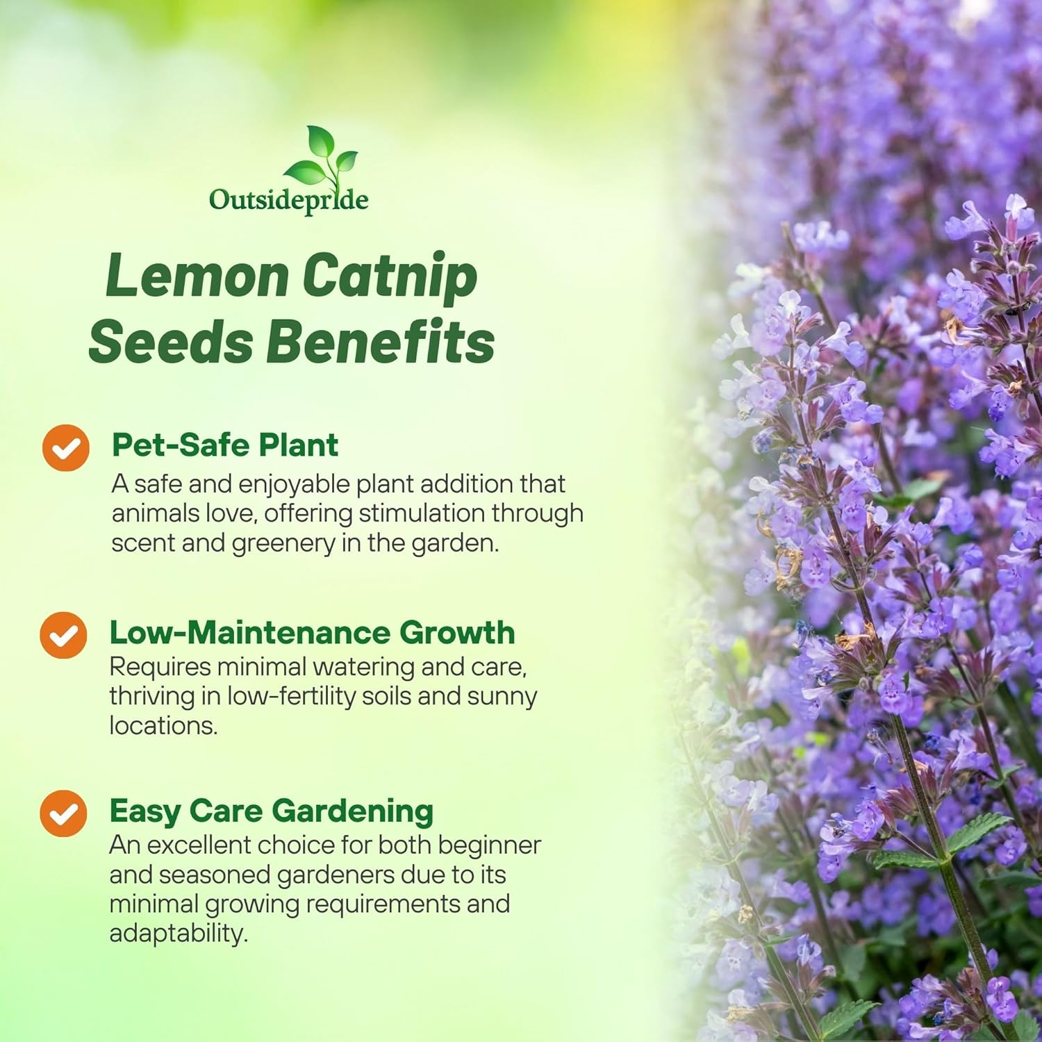 Lemon Catnip Flower Seeds