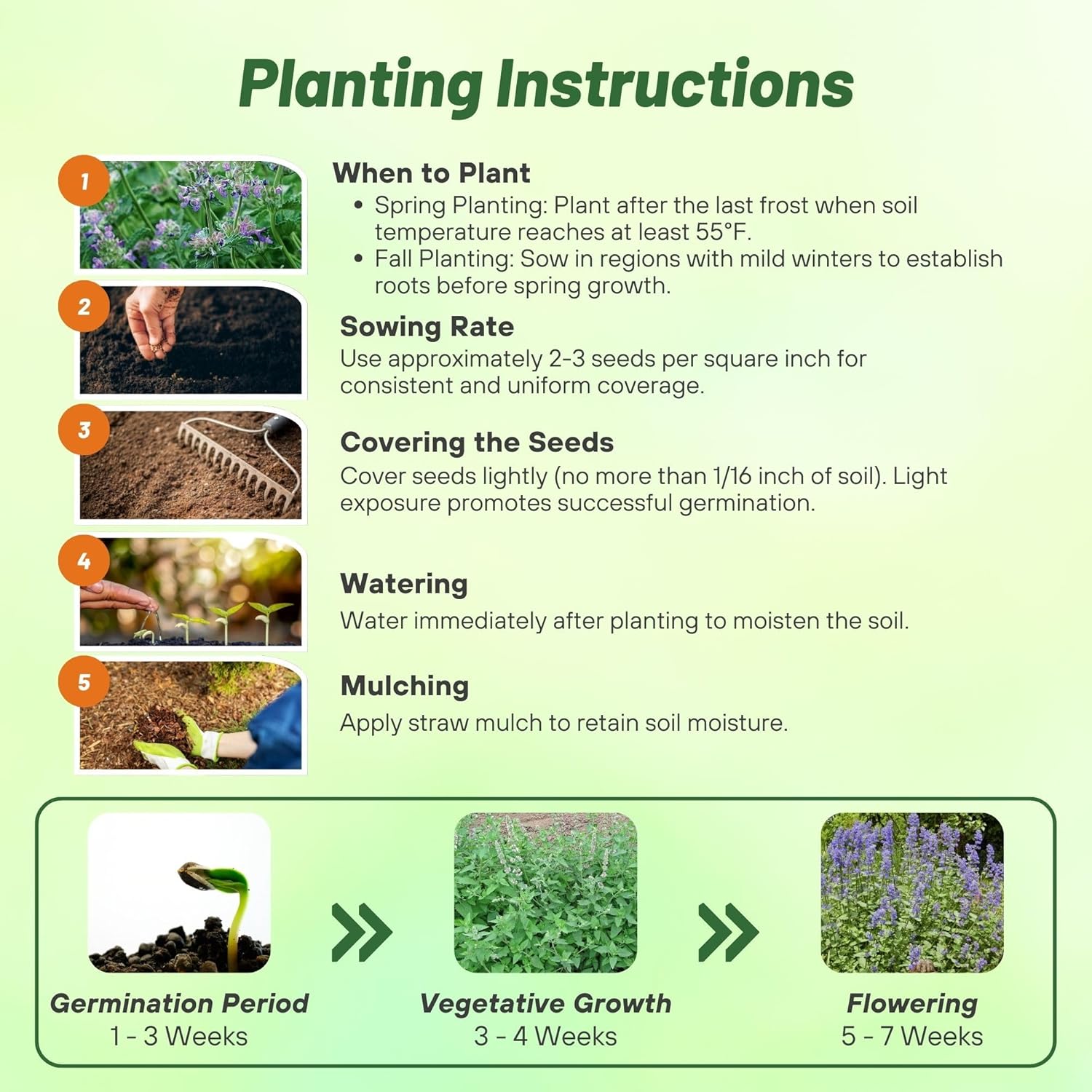 Lemon Catnip Planting Directions