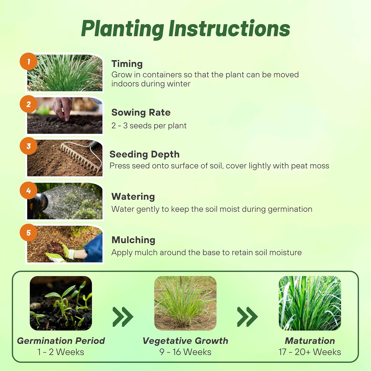 Lemon Grass Planting Directions