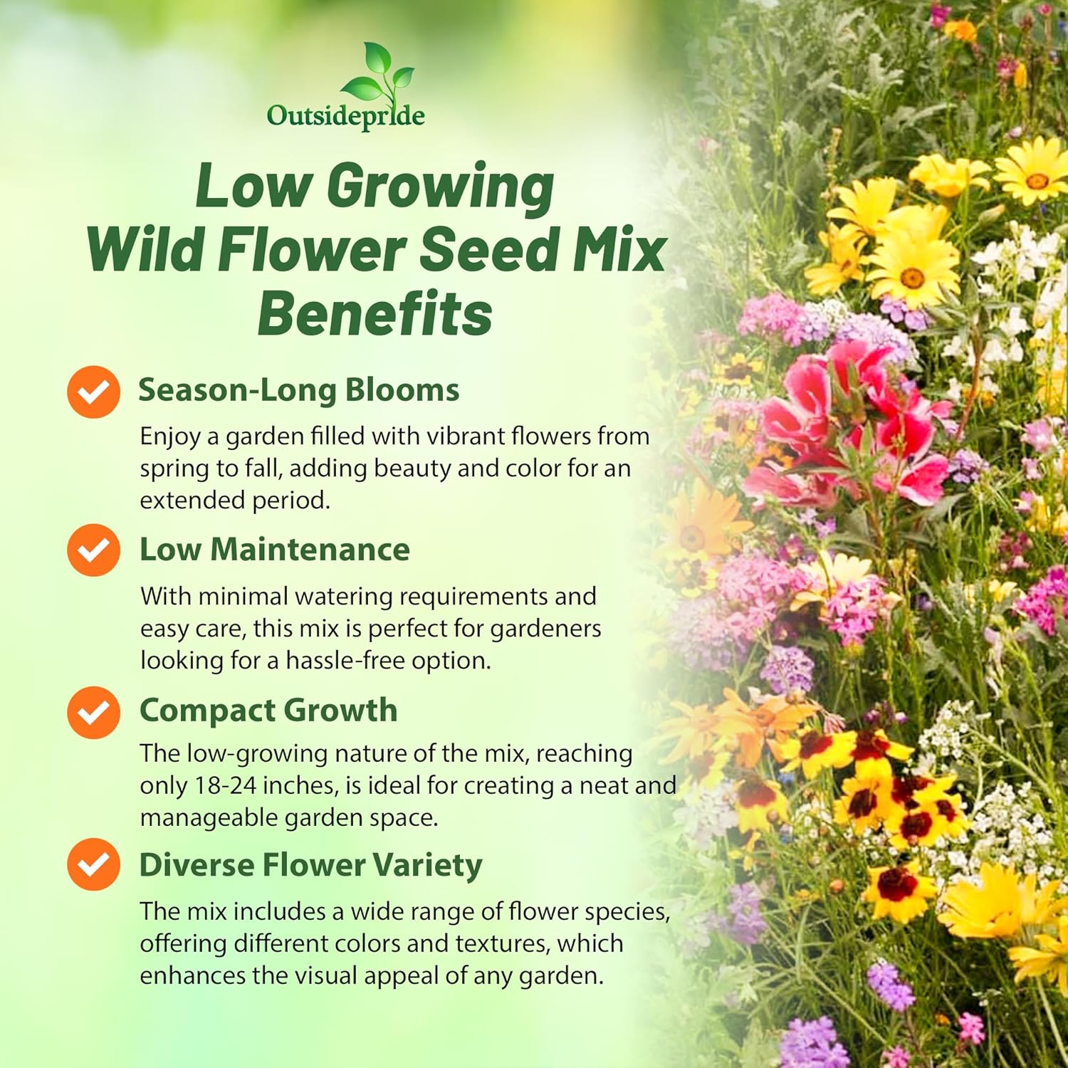 Low Growing Wild Flower Mix