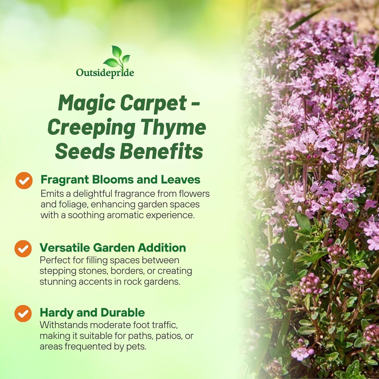 Creeping Thyme Magic Carpet Low Growing