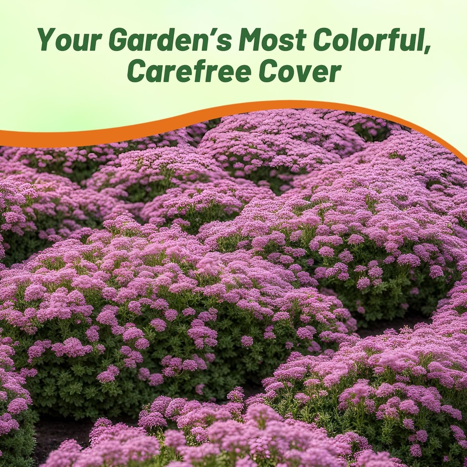 Creeping Thyme Magic Carpet Ground Cover Seed