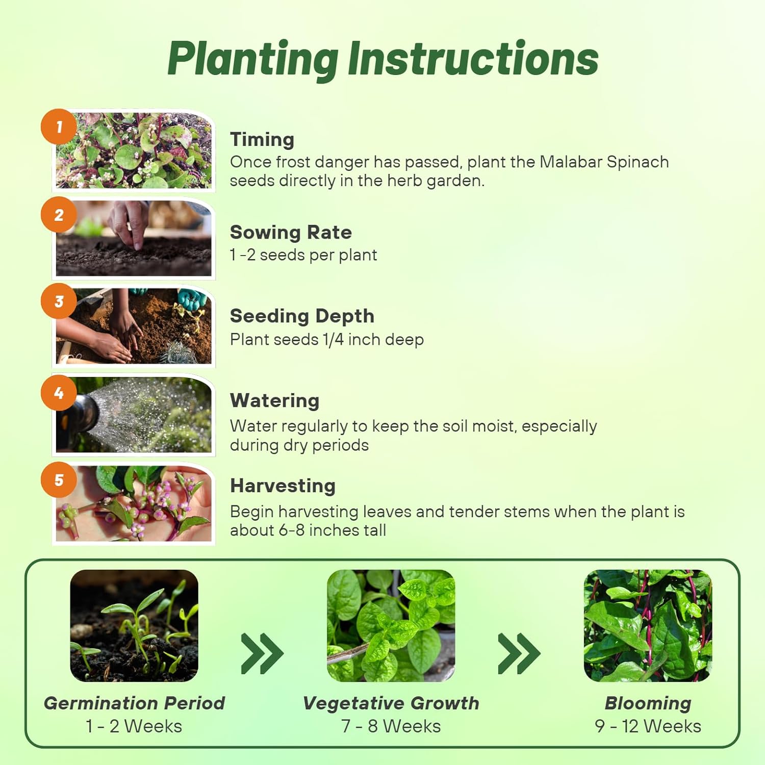 Malabar Spinach Planting Directions