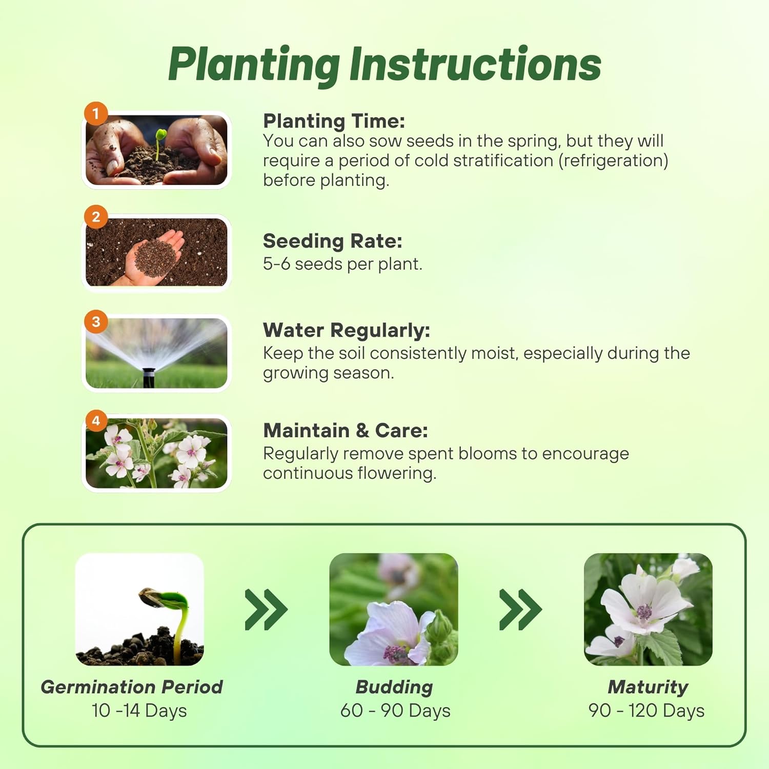 Marsh Mallow Seed Planting Directions