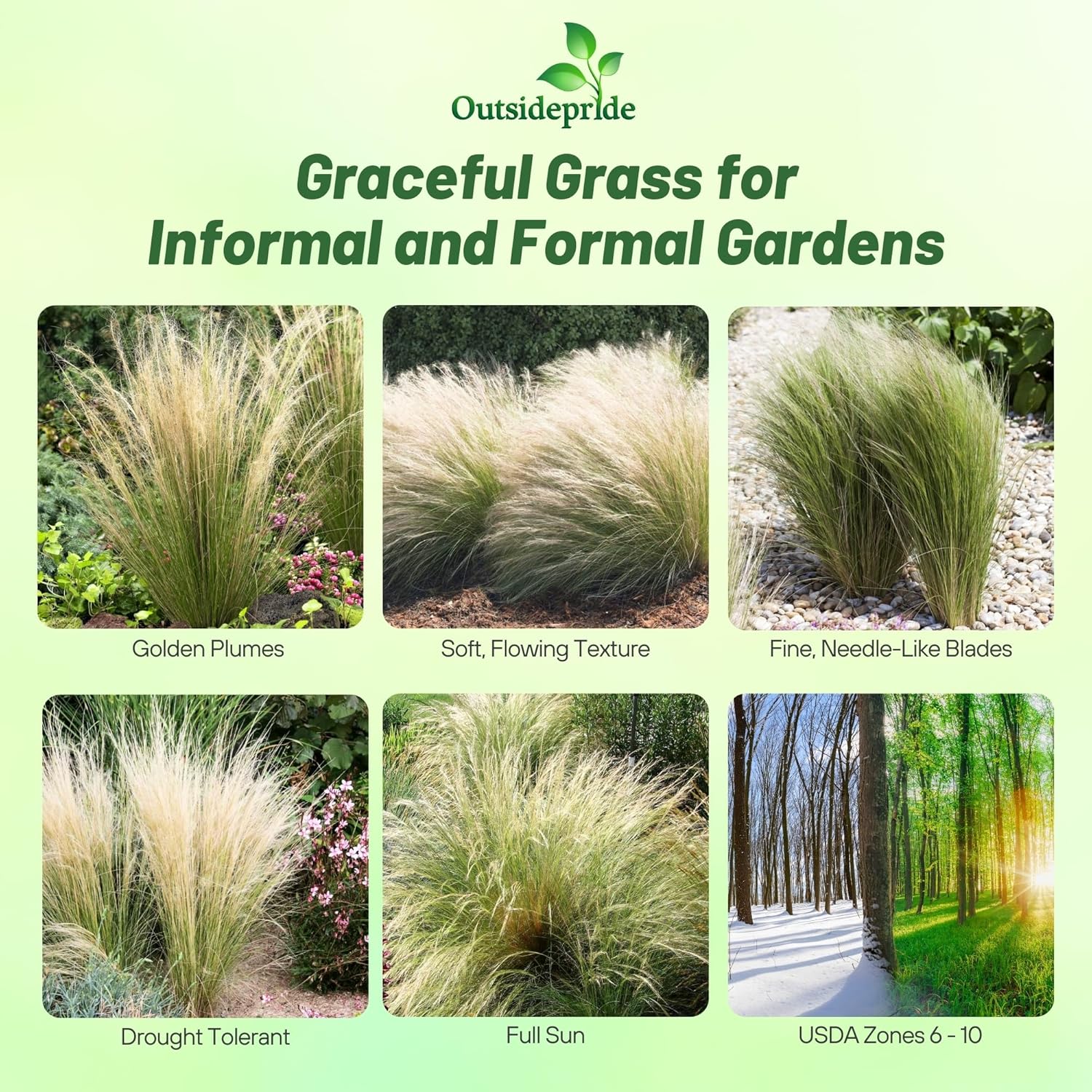 Mexican Feather Lanscaping Grass