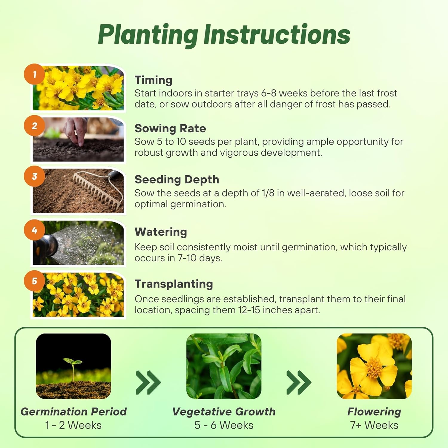 Mexican Mint Planting Directions