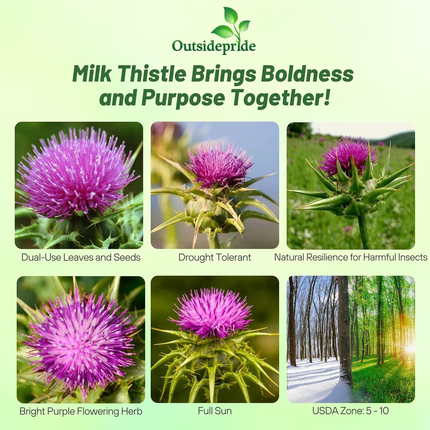 Milk Thistle Herb Plant Seeds