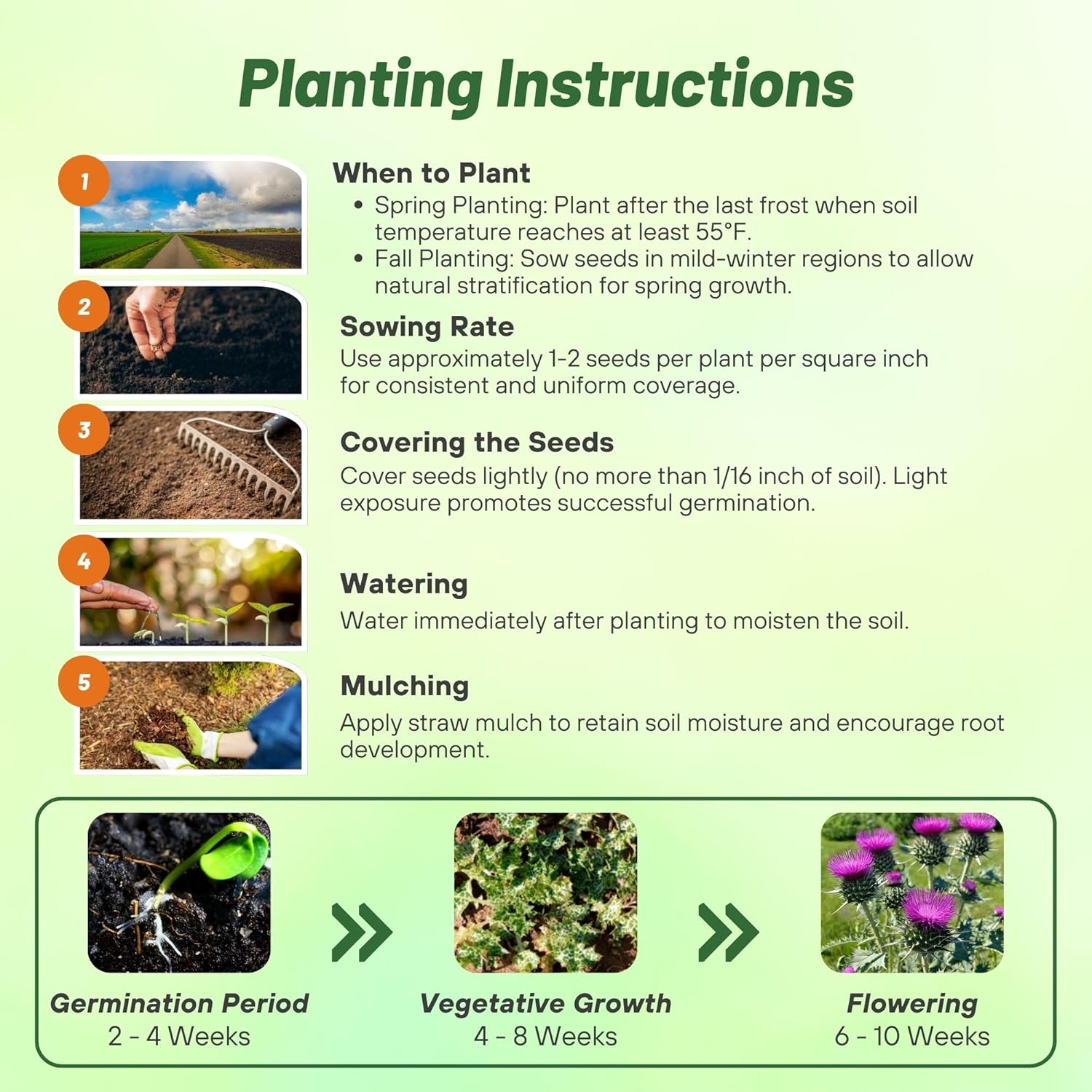 Milk Thistle Planting Directions