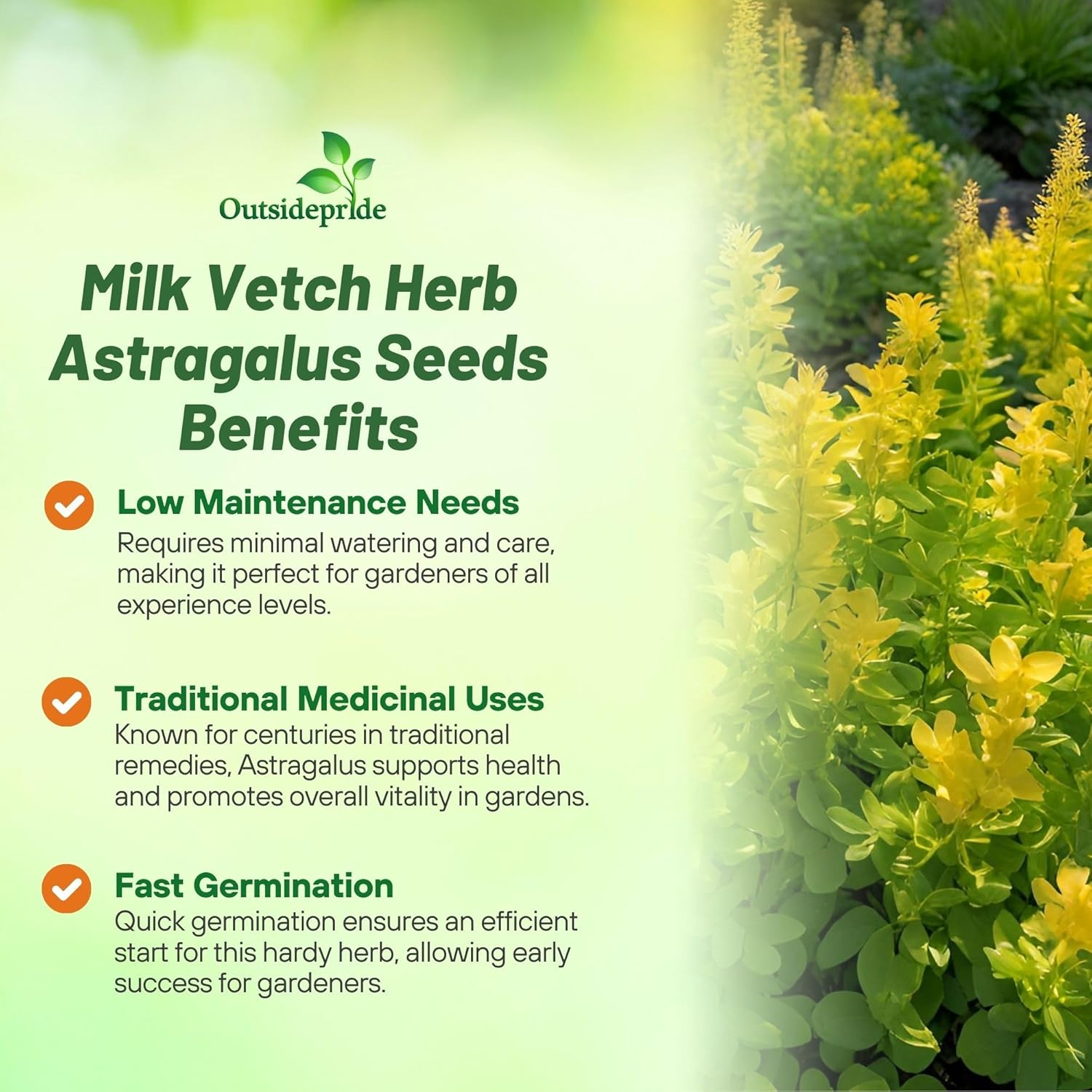 Milk Vetch Herb Plants