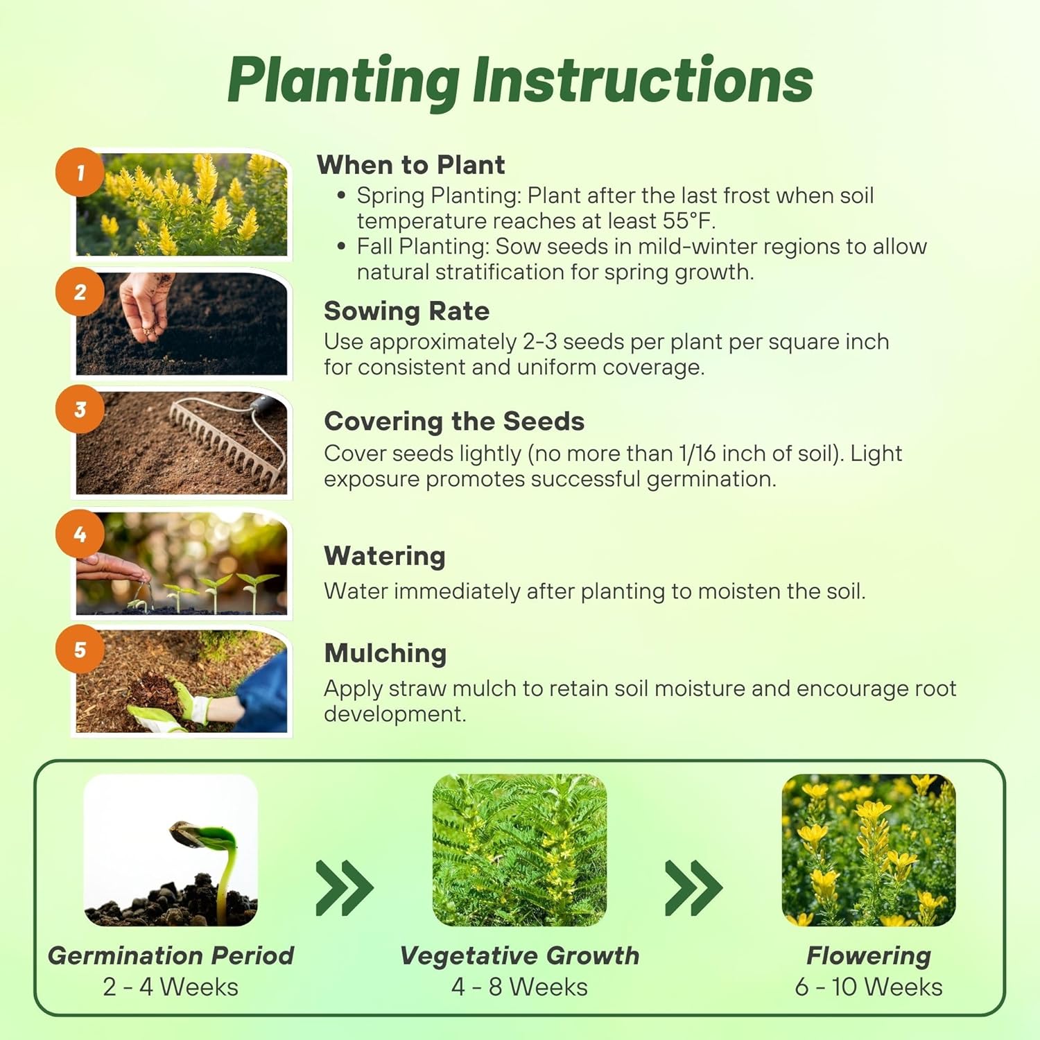 Astragalus Planting Directions