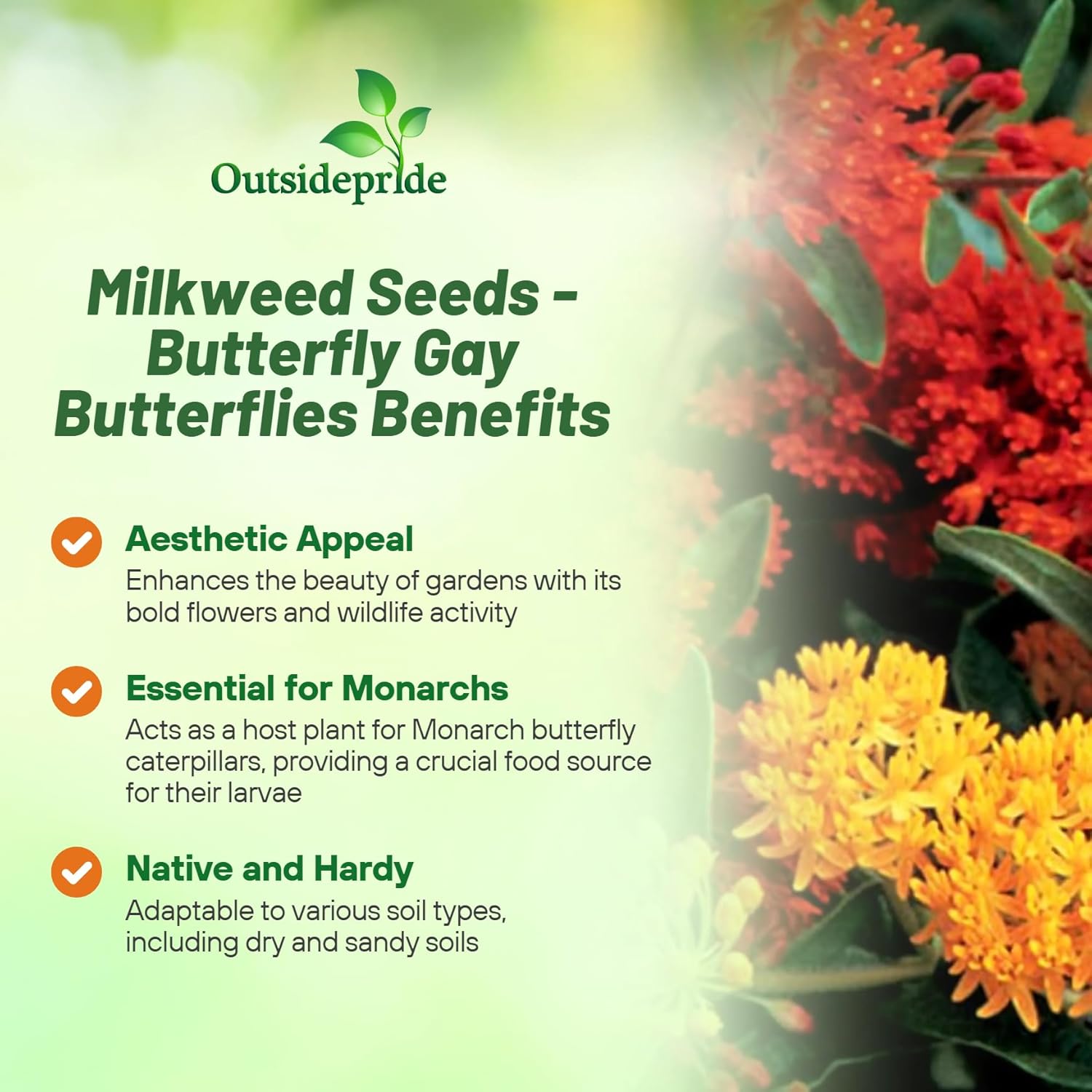 Milkweed Gay Butterflies