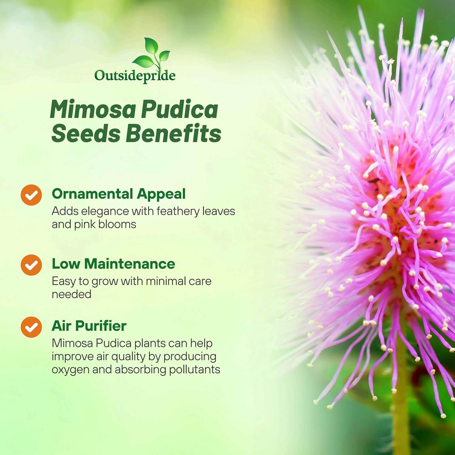 Mimosa Pudica Sensitive Plant