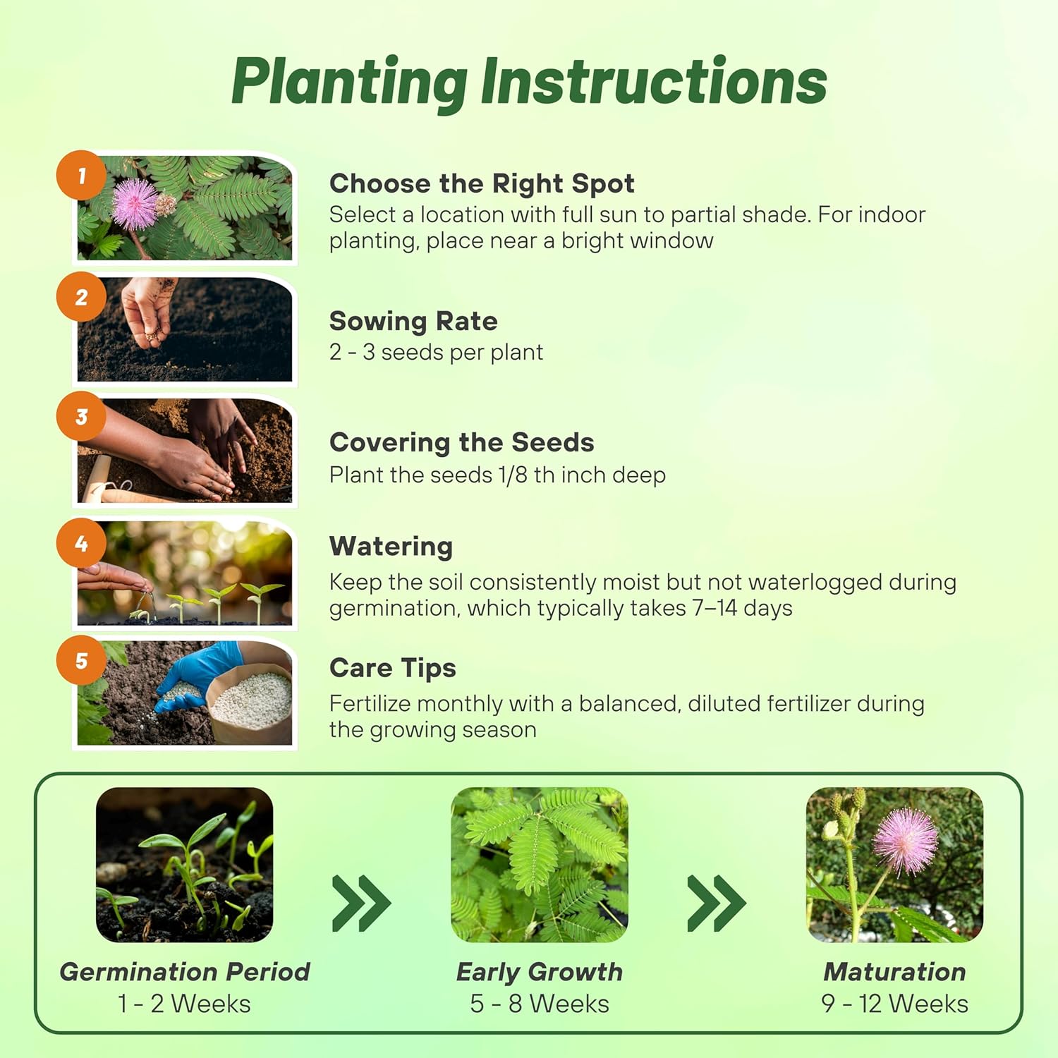 Mimosa Sensitive Planting Directions