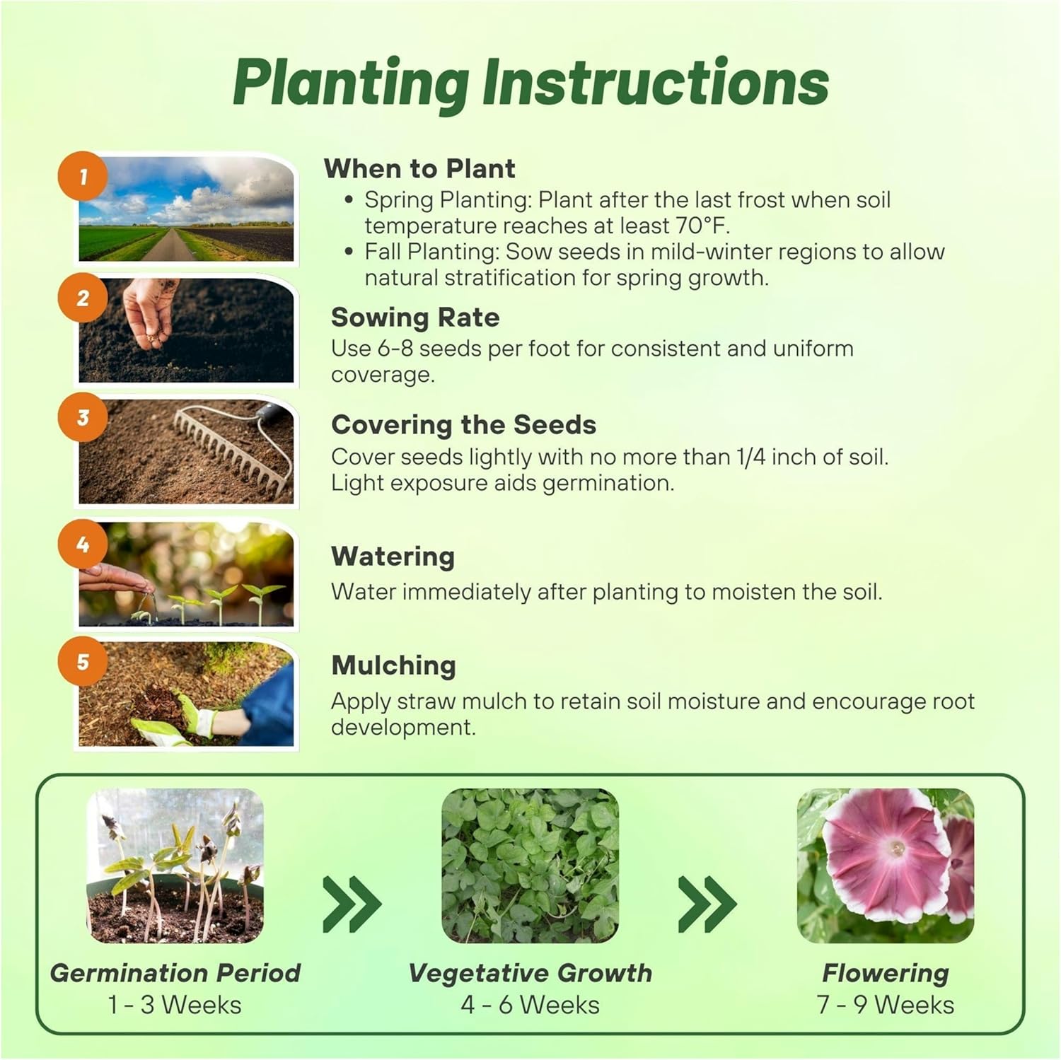 Morning Glory Chocolate Planting Directions