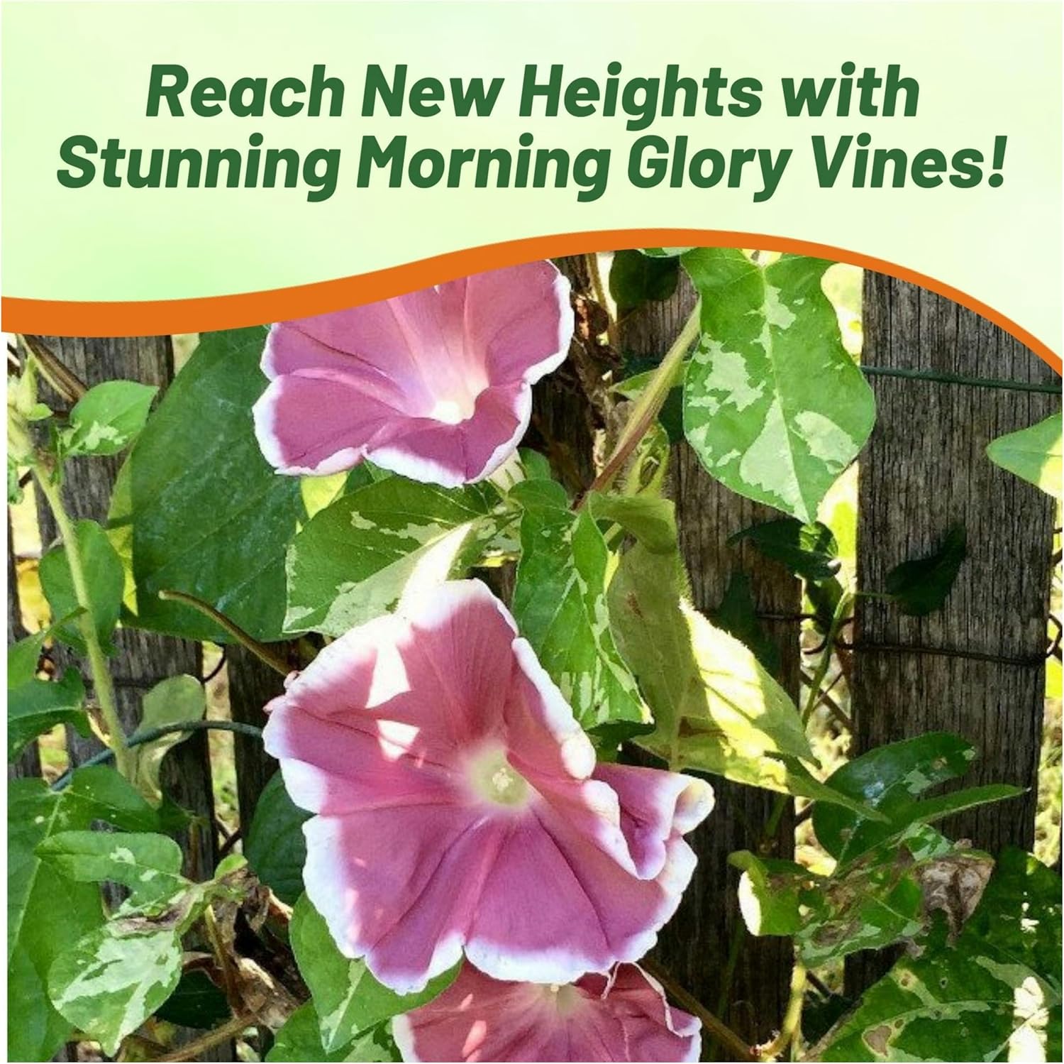 Morning Glory Chocolate Flowers