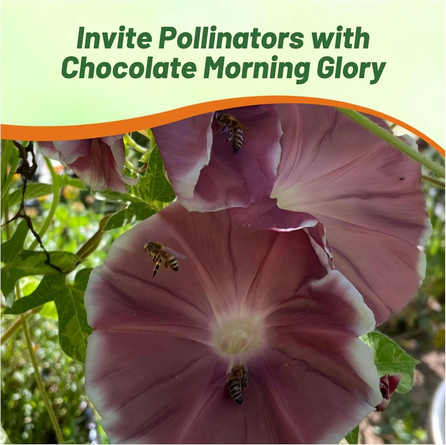 Morning Glory Chocolate Flowers