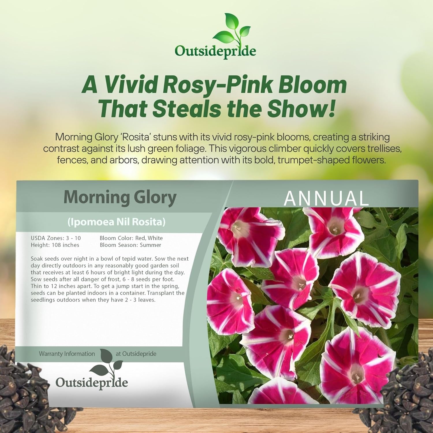 Morning Glory Rosita Seed Packet