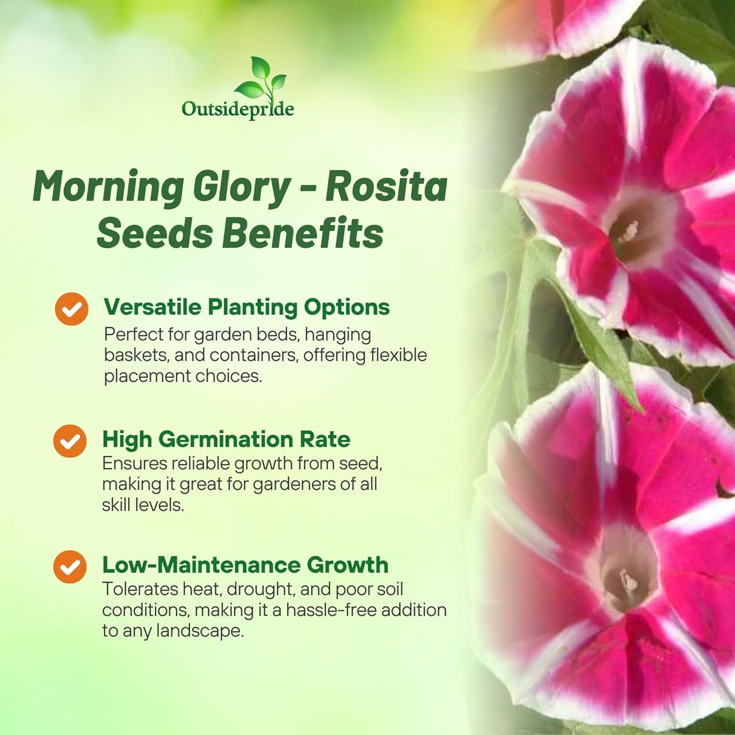 Morning Glory Rosita Climbing Vines