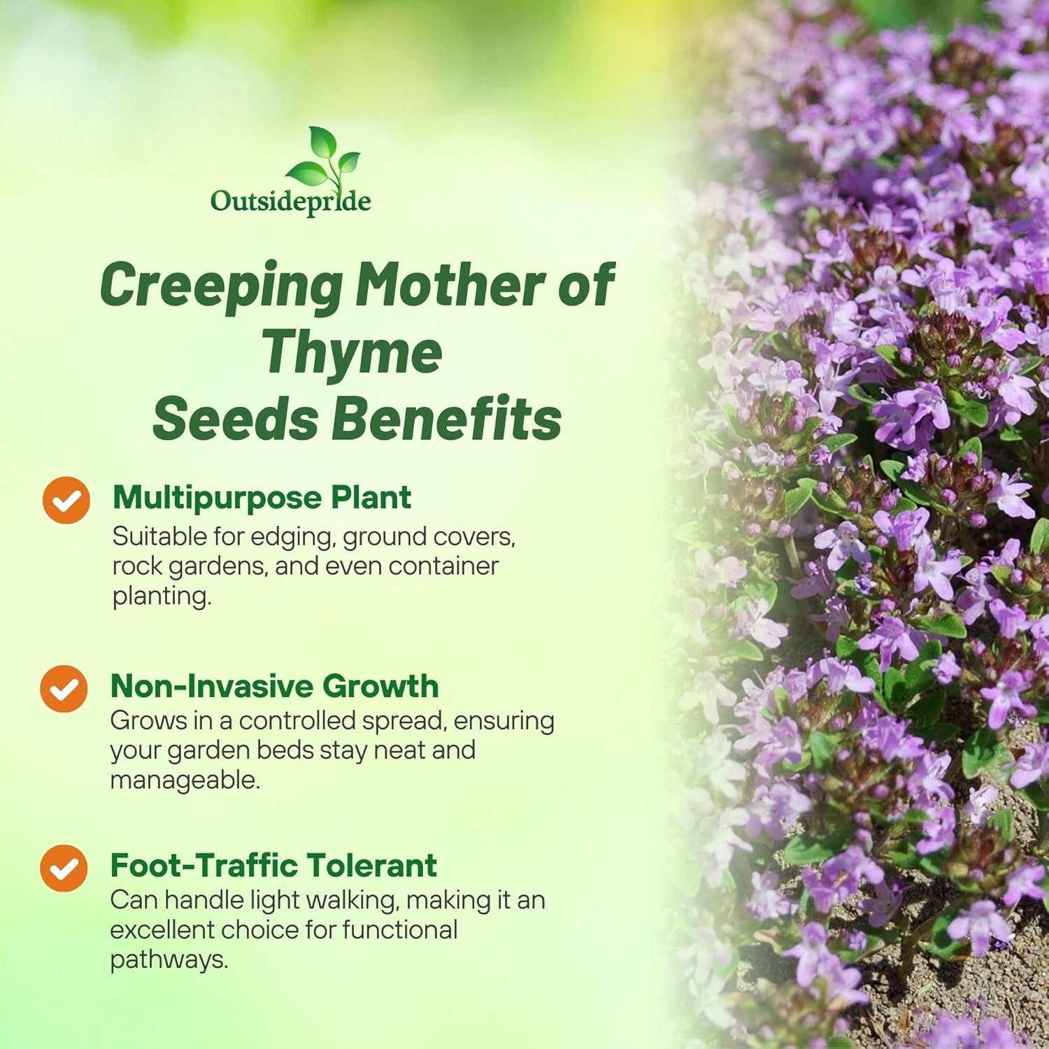 Mother of Thyme Seed