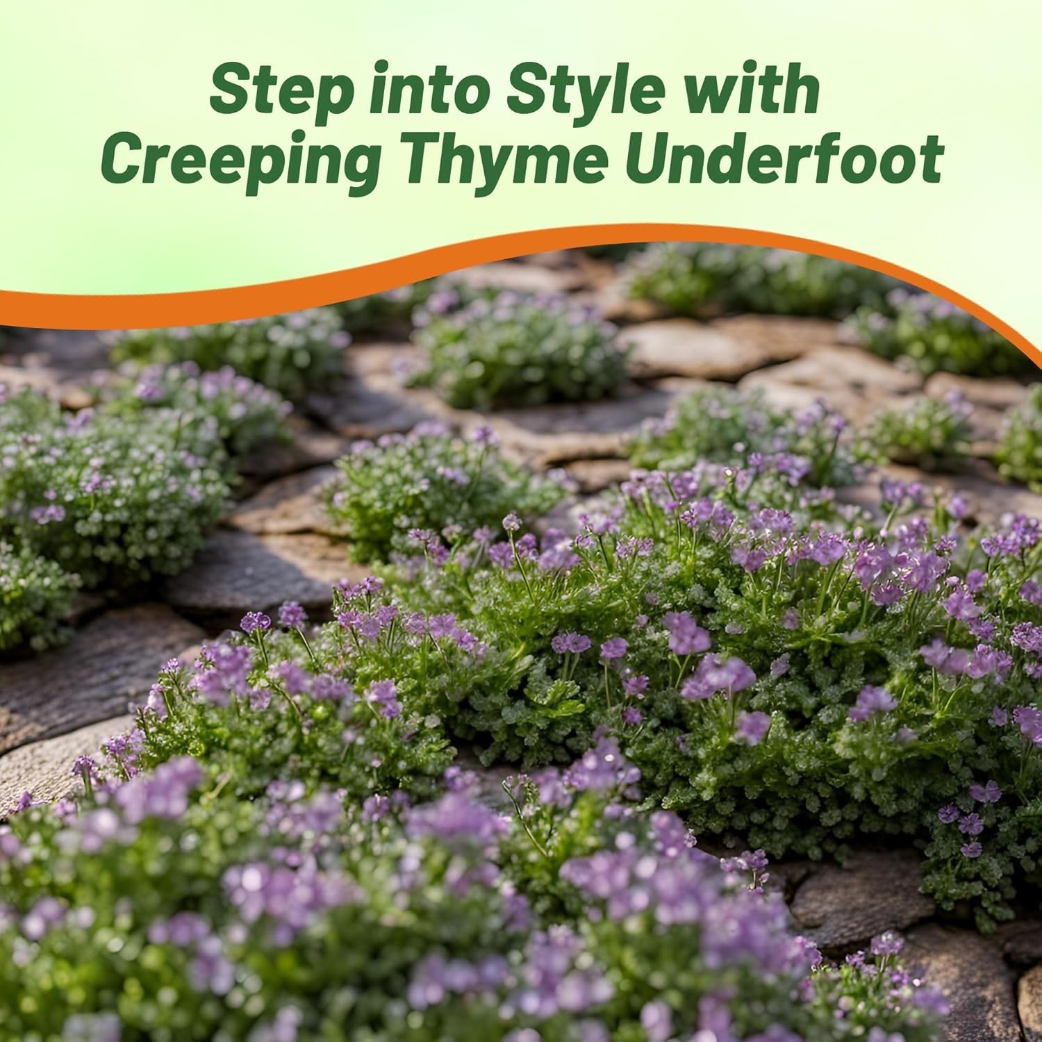 Creeping Thyme Mother of Thyme Seed