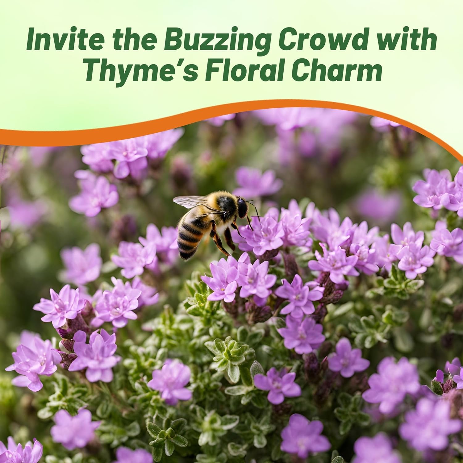 Mother of Thyme Ground Cover