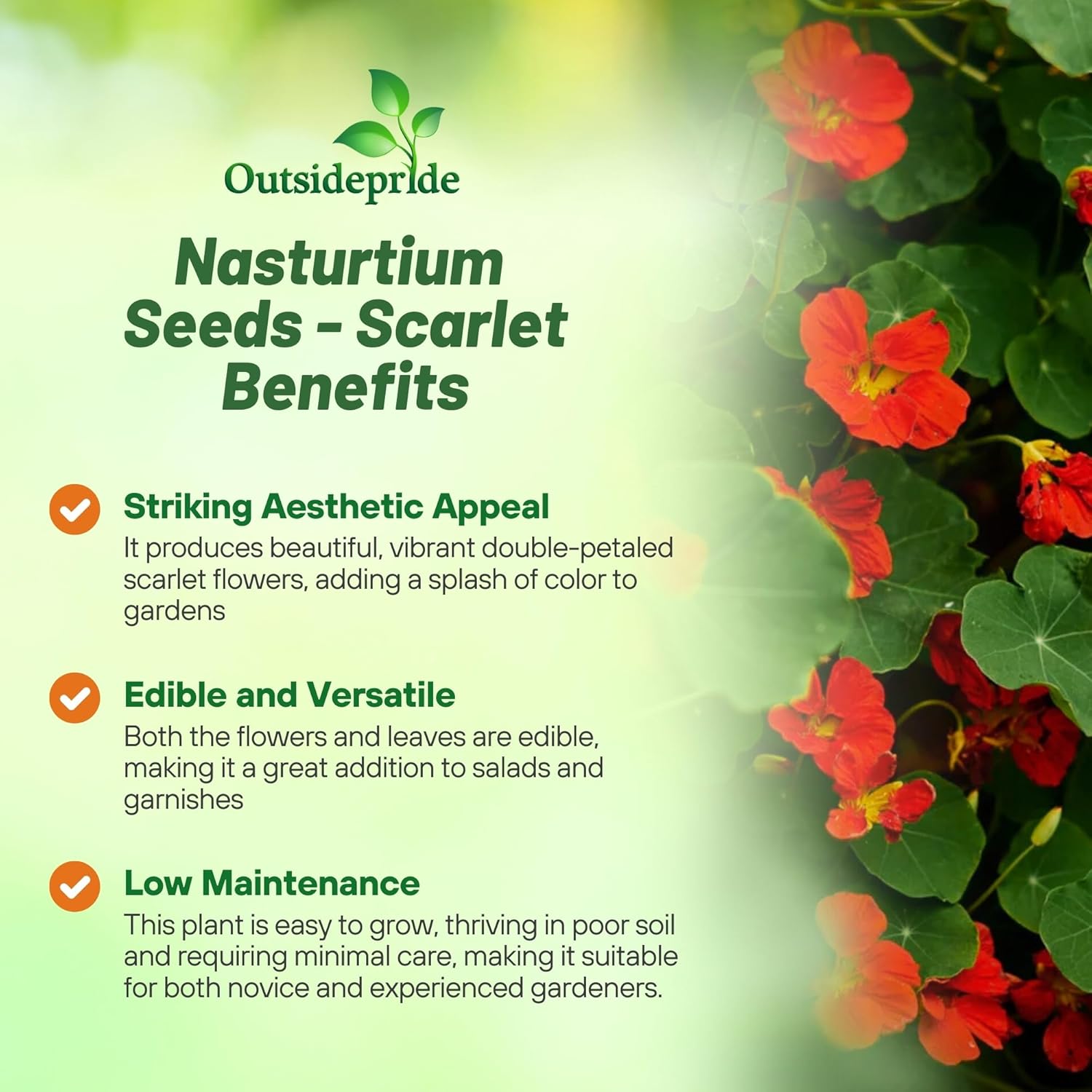 Nasturtium Double Gleam Scarlet Trailing Plants