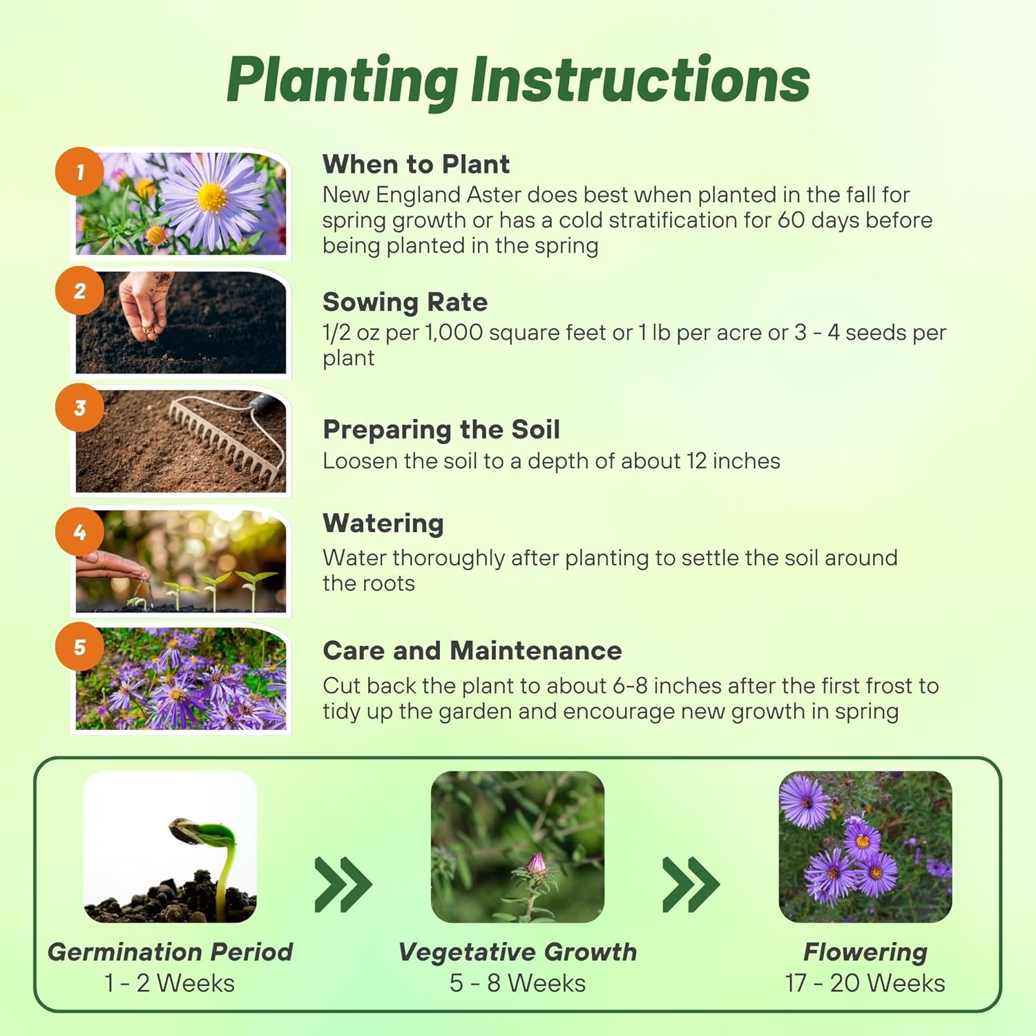 New England Aster Planting Directions