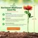 Northeast Wildflower Seed Planting Directions