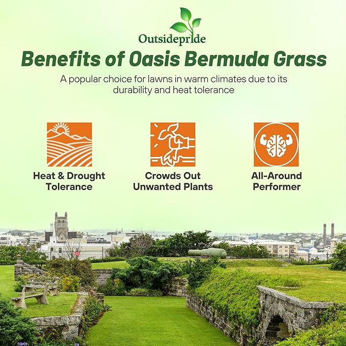 Oasis Bermuda Lawn Grass Seed