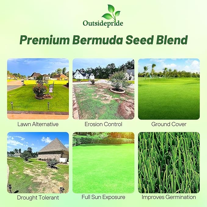 Oasis Bermuda Drought Tolerance