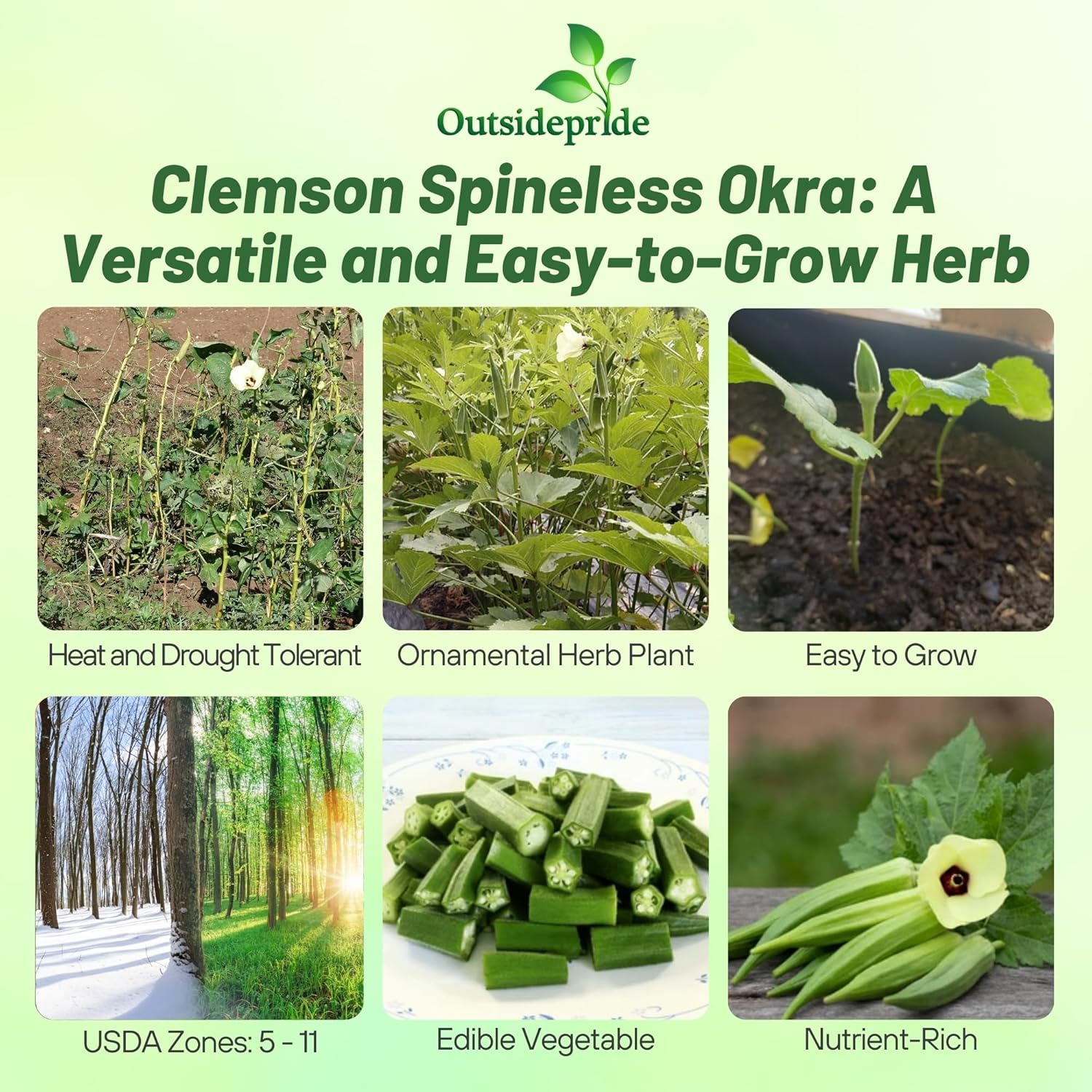 Okra Planting Directions